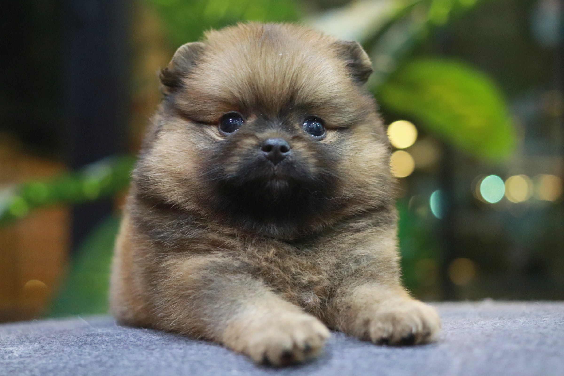 ปอมเมอเรเนียน เพศเมีย