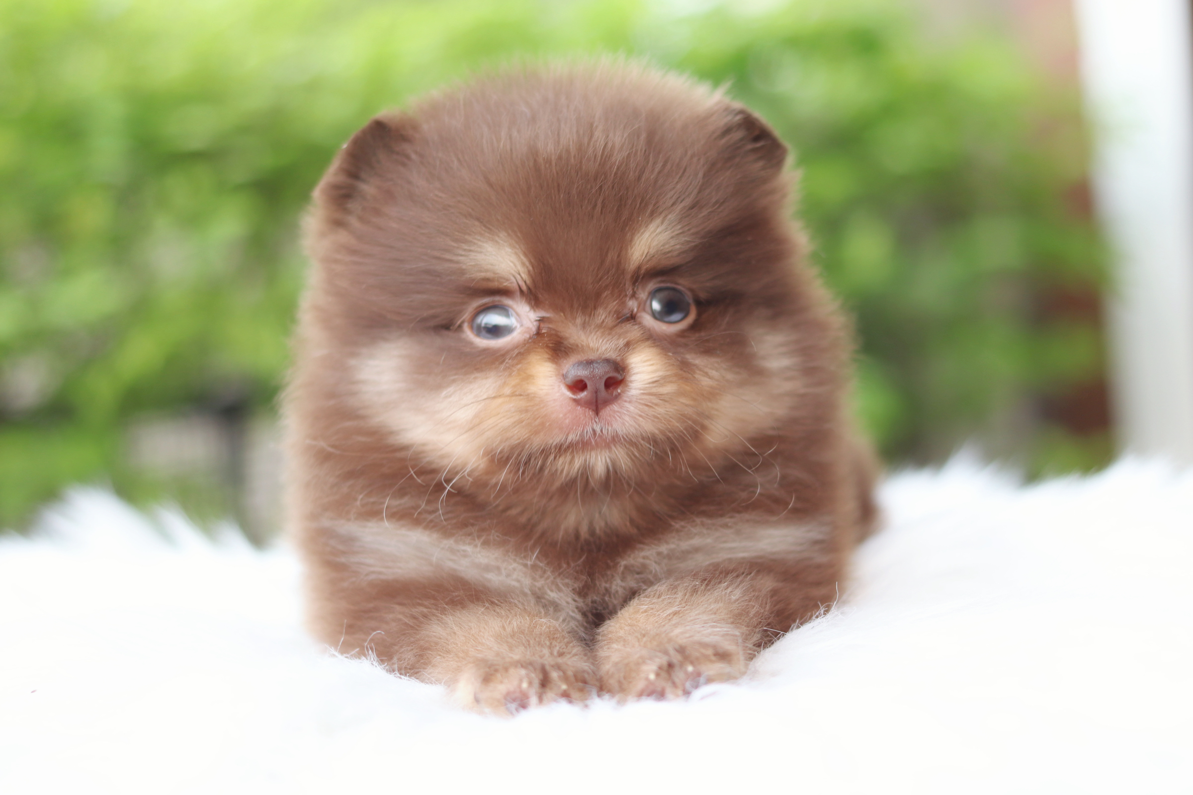 ปอมเมอเรเนียน เพศผู้สีช็อคแทน