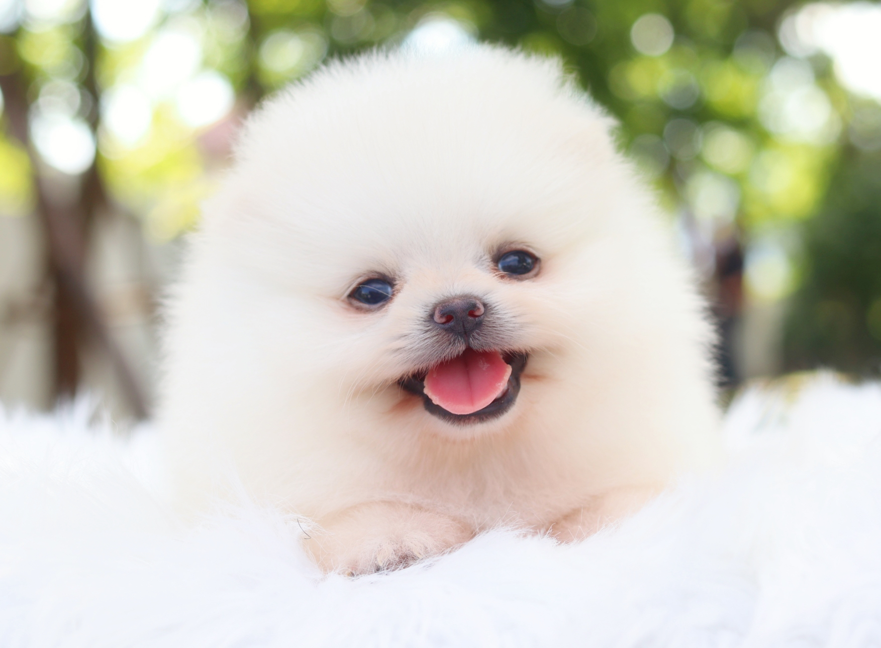 ปอมเมอเรเนียน เพศผู้สีขาวครีม