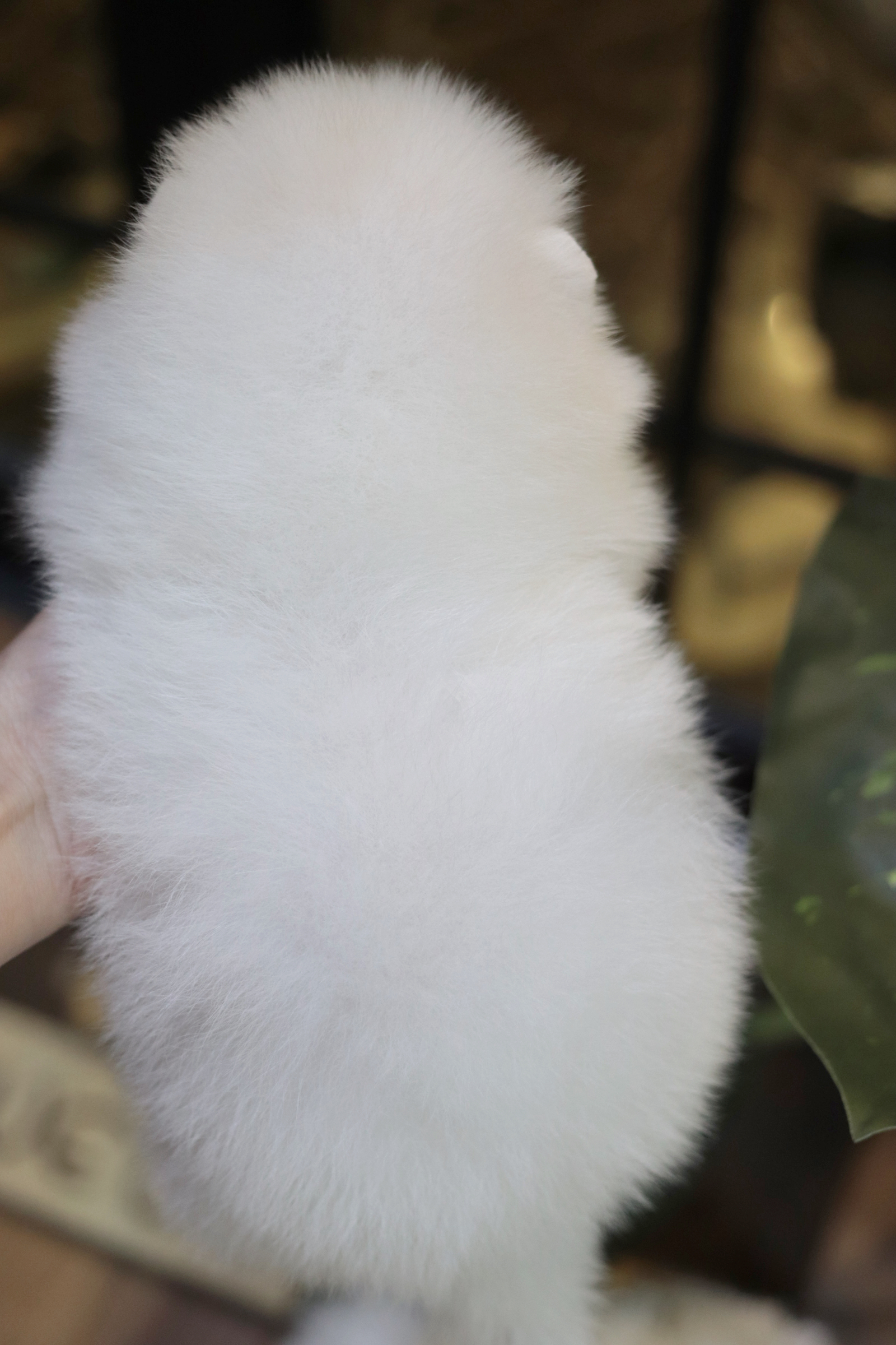 ปอมเมอเรเนียน เพศเมียสีขาว