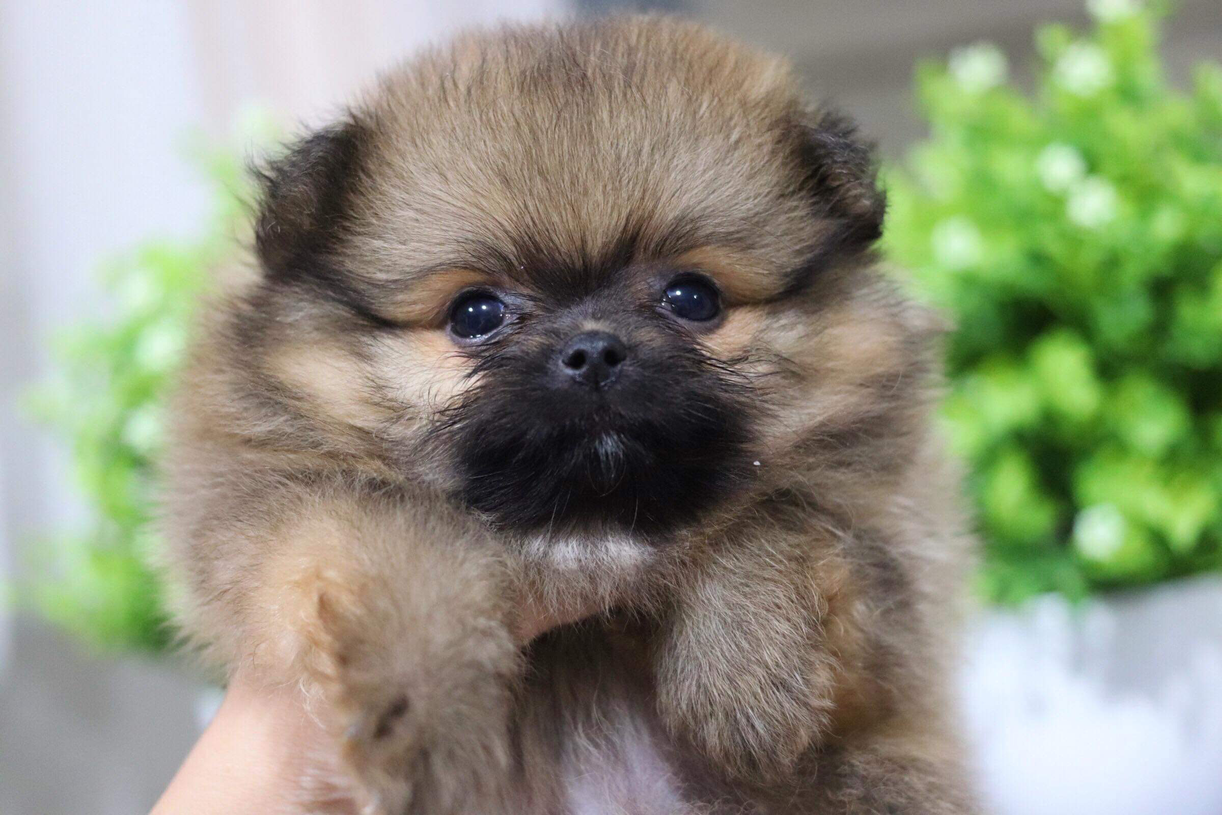 ปอมเมอเรเนียน เพศเมีย