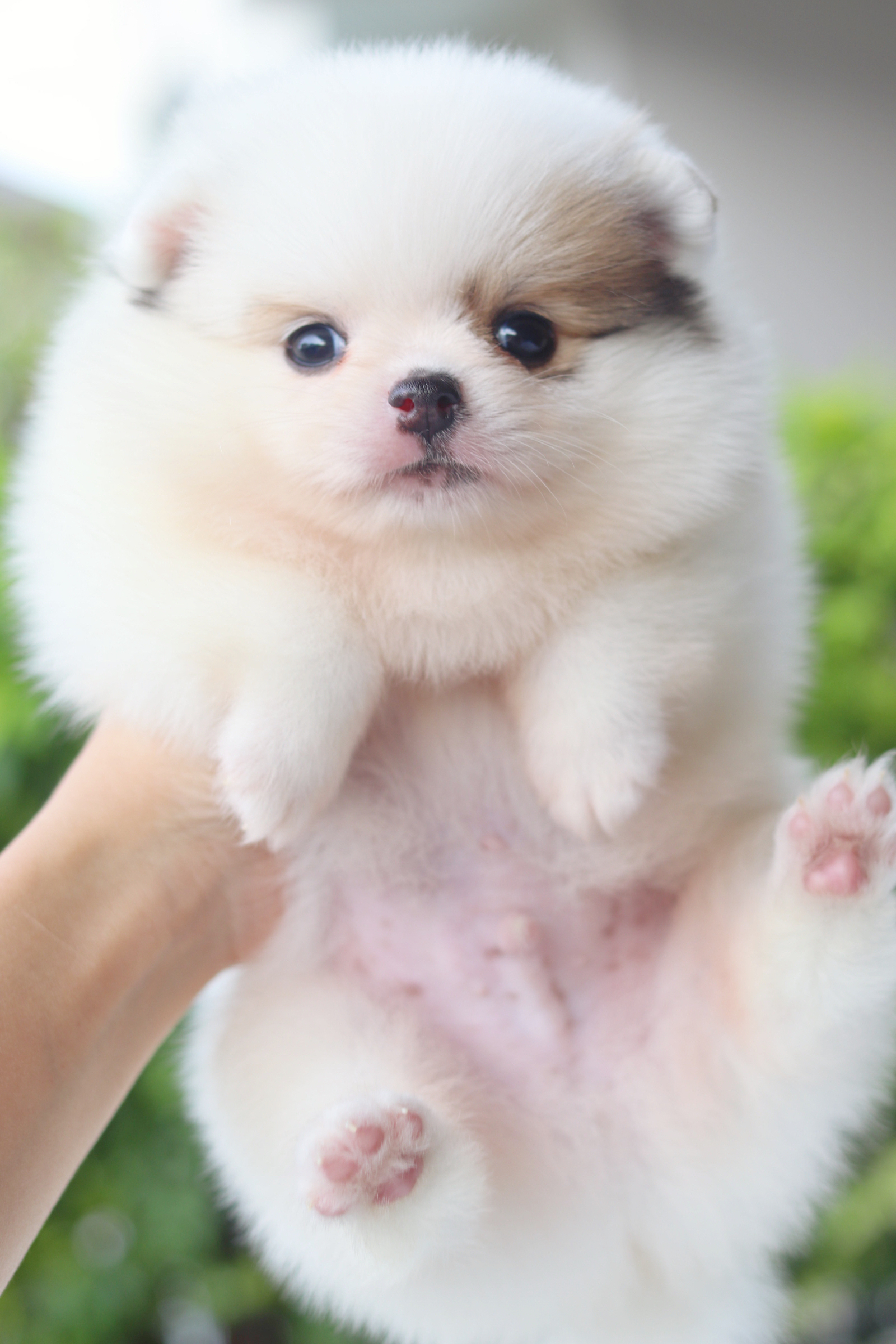 ปอมเมอเรเนียน เพศผู้สีแฟนซี