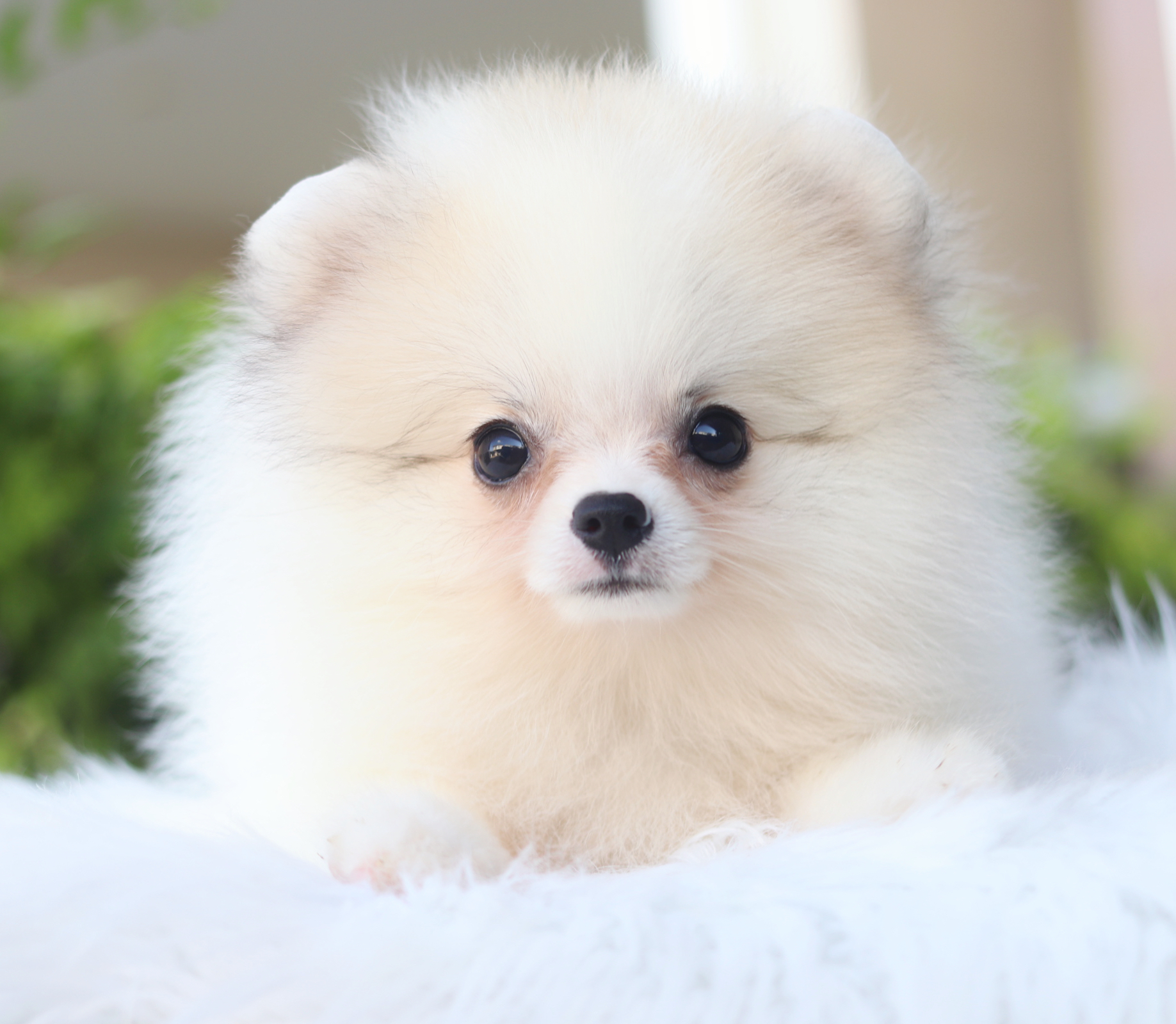 ปอมเมอเรเนียน เพศเมียสีแฟนซี