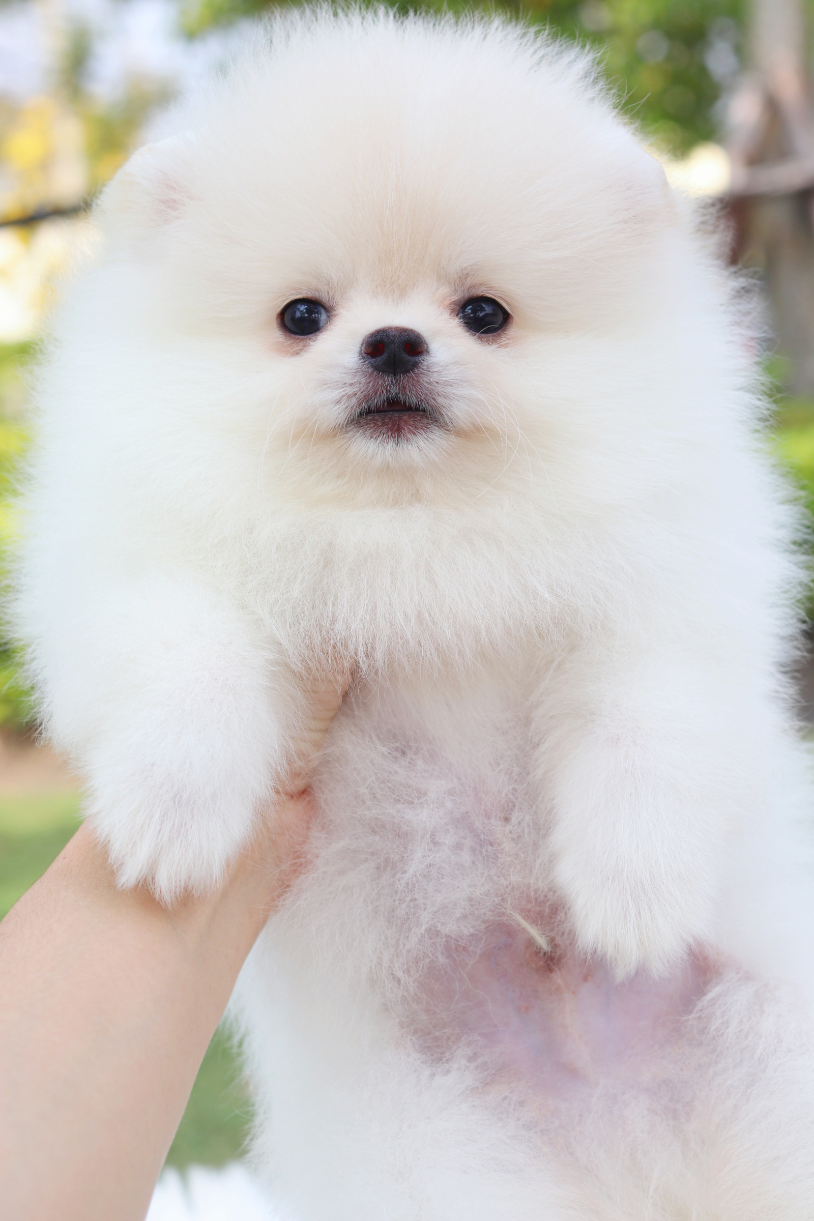 ปอมเมอเรเนียน เพศผู้สีขาวครีม