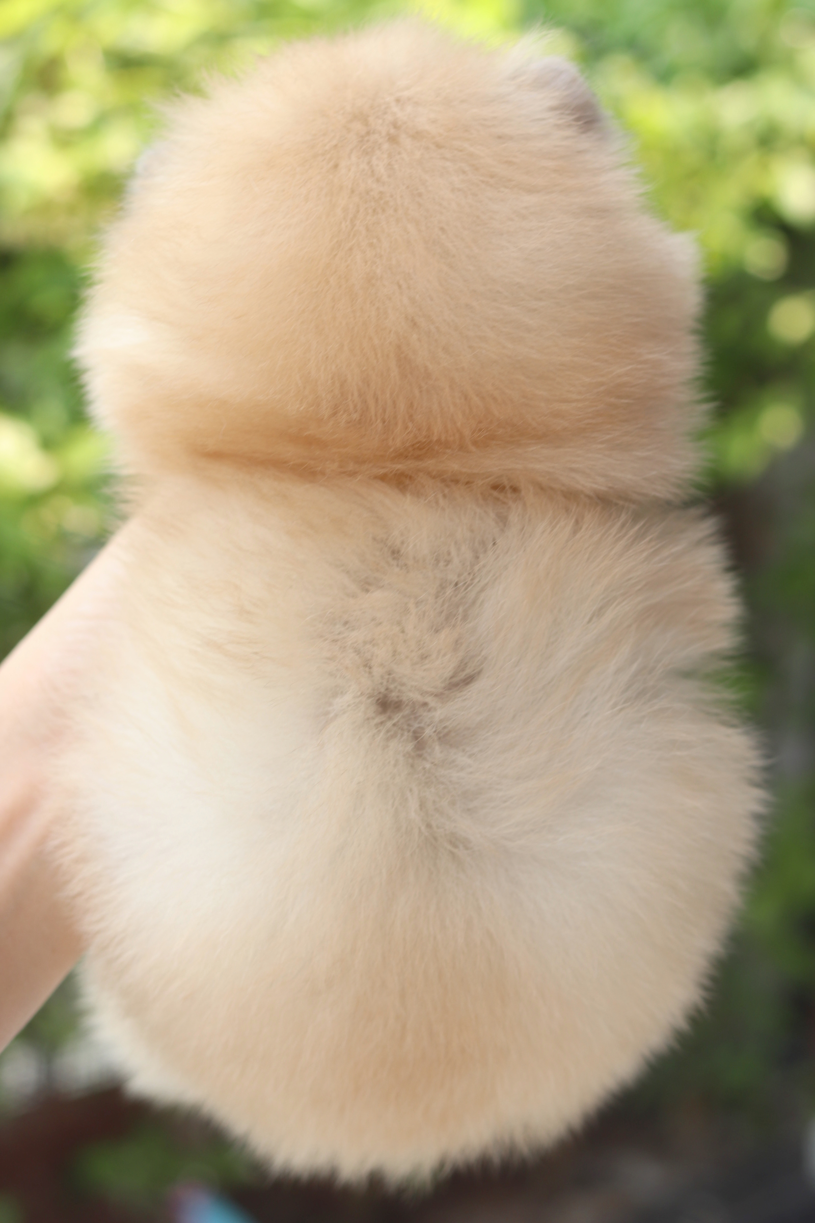 ปอมเมอเรเนียน เพศเมียสีส้ม