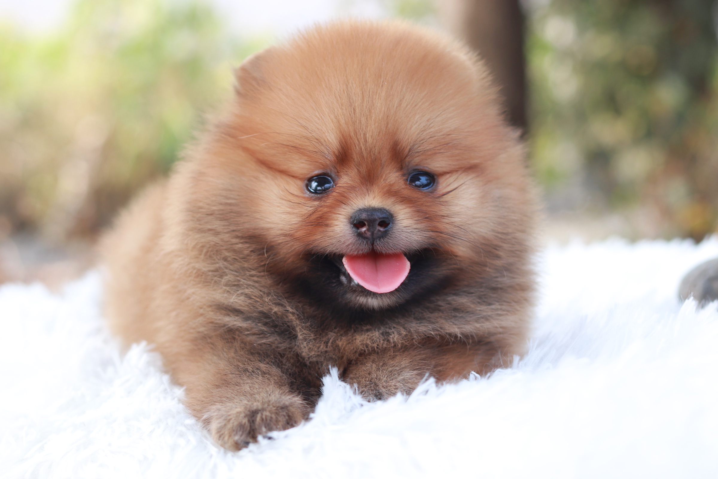 ปอมเมอเรเนียน เพศเมียสีส้ม