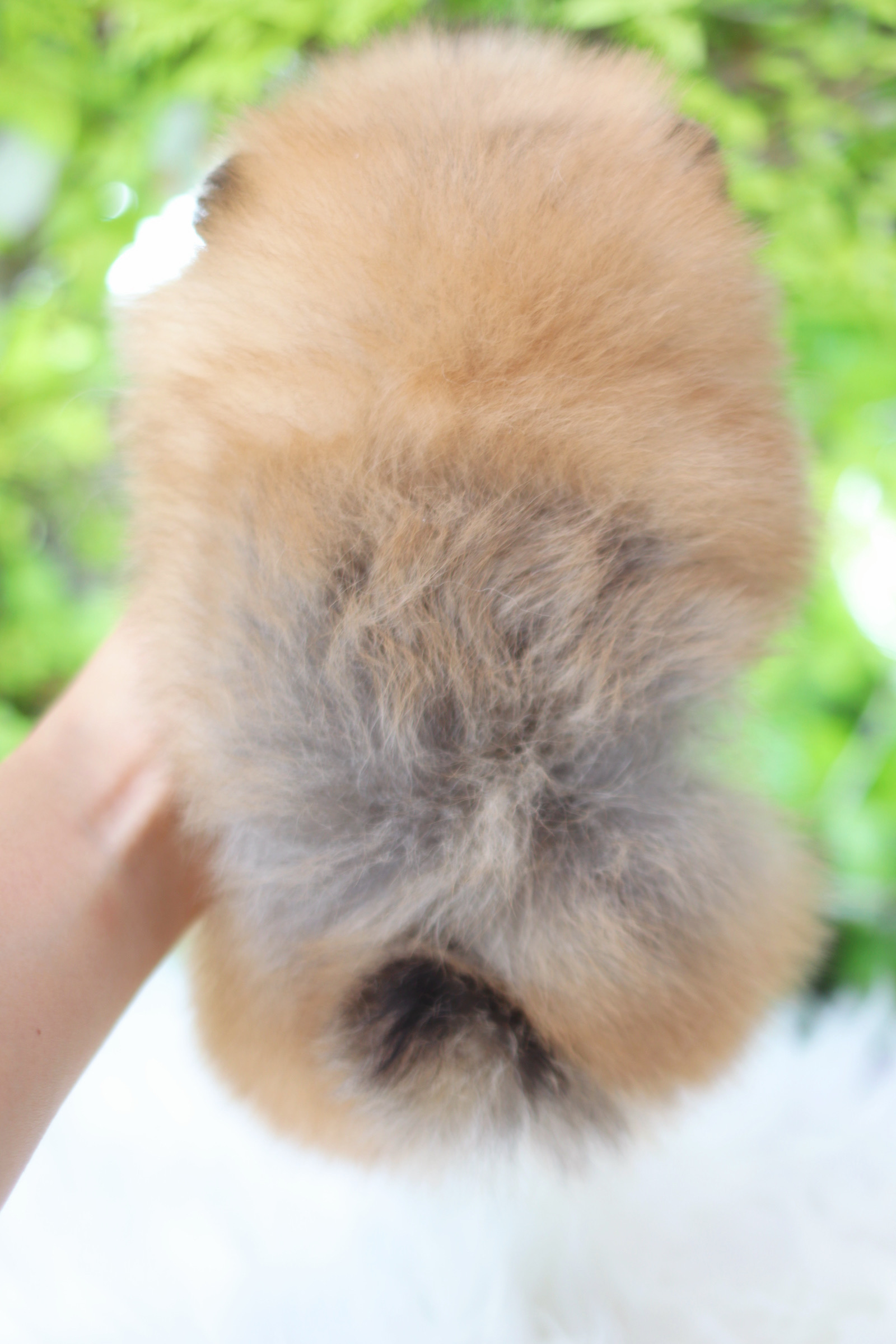 ปอมเมอเรเนียน เพศเมียสีส้ม เกรดโชว์