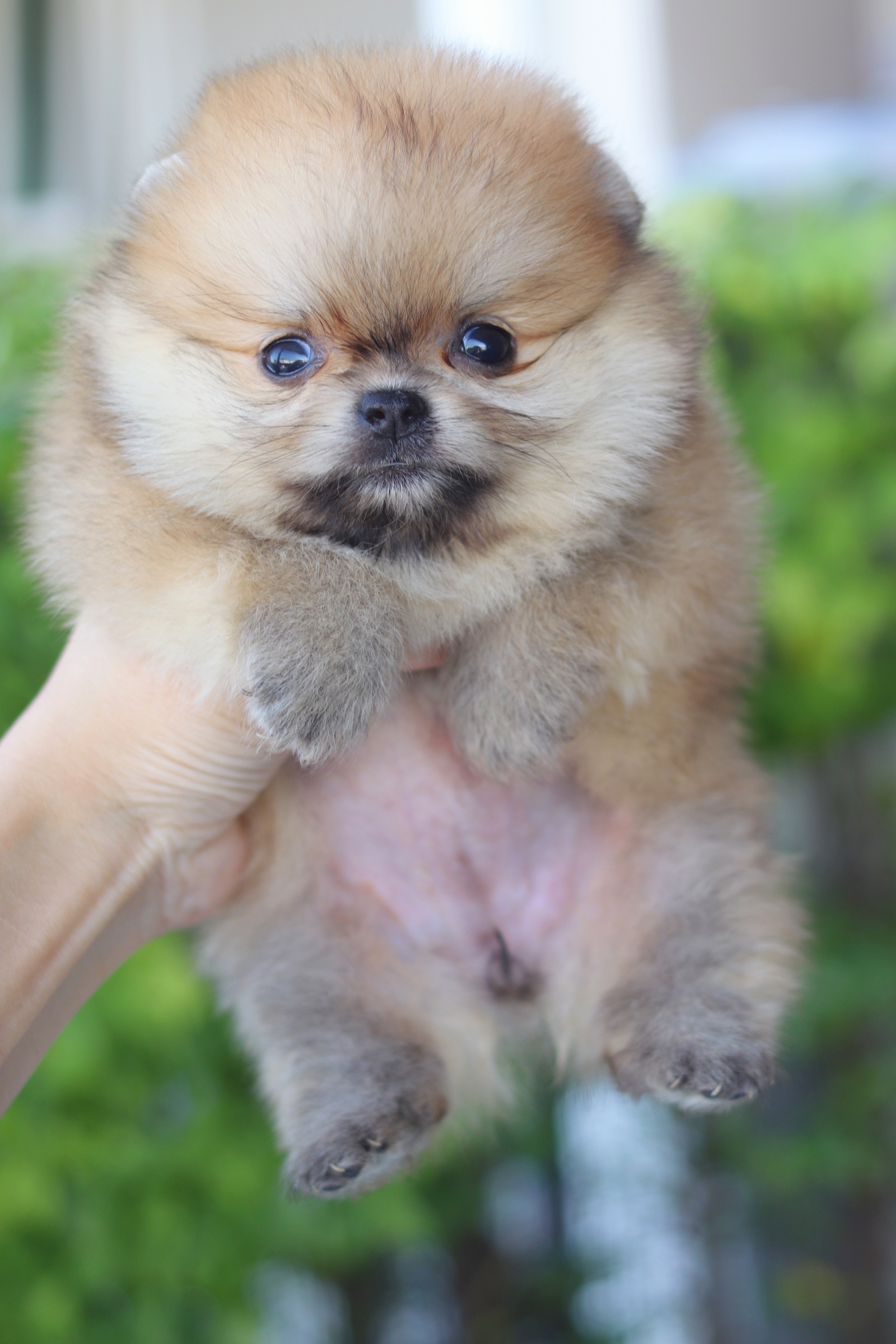 ปอมเมอเรเนียน เพศเมียสีส้ม