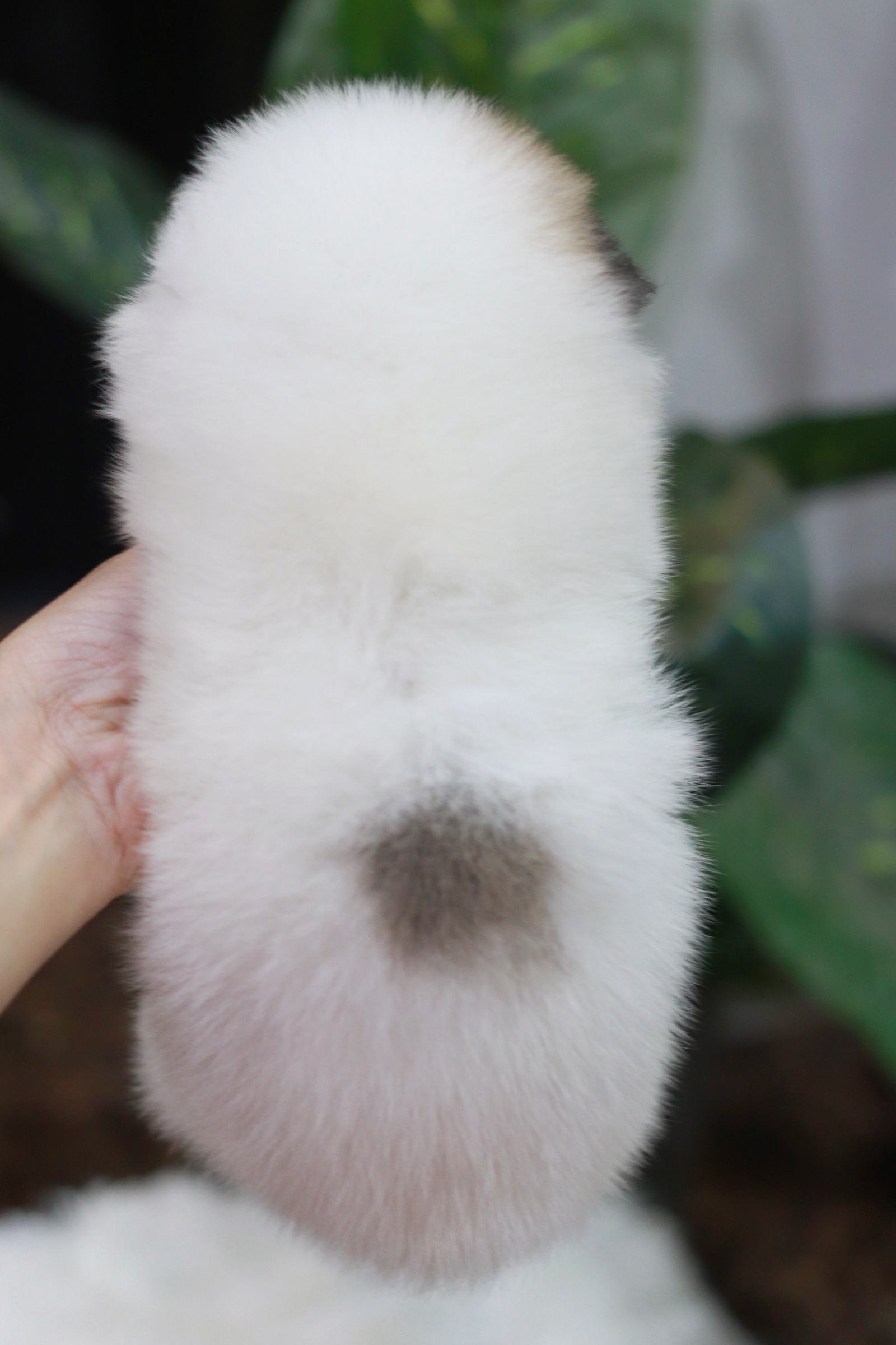 ปอมเมอเรเนียน เพศผู้ แฟนซี