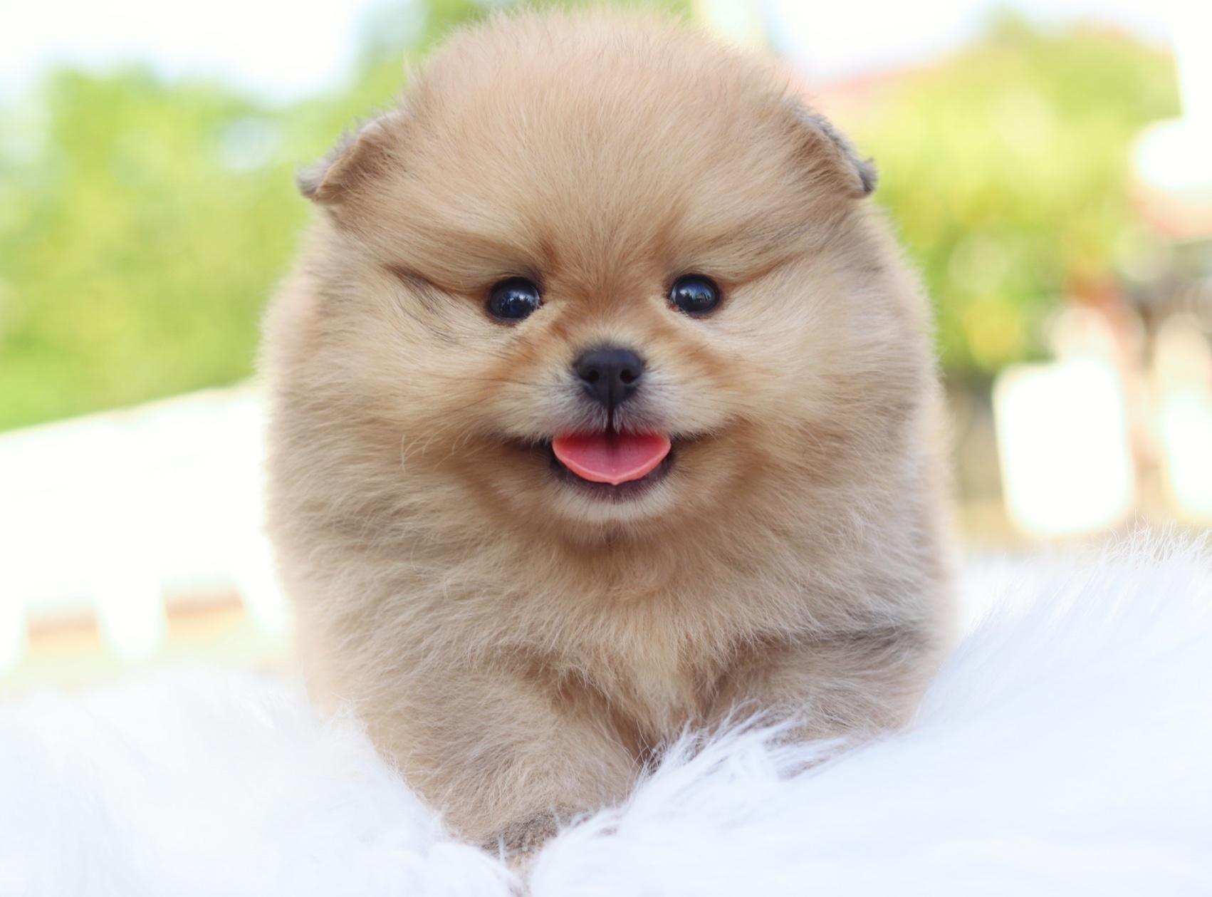 ปอมเมอเรเนียน เพศผู้ สีส้ม