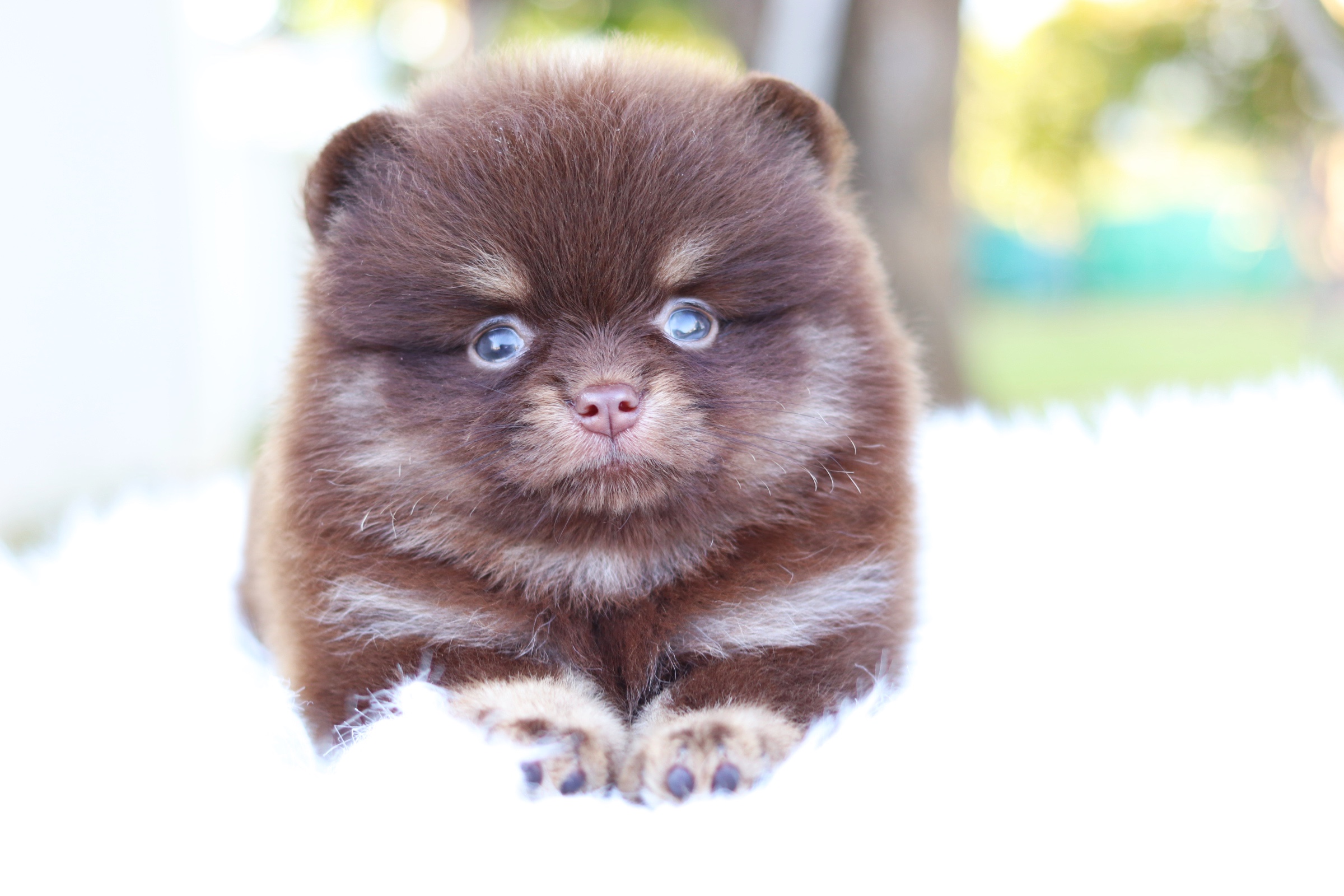 ปอมเมอเรเนียน เพศเมียสีช็อคแทน