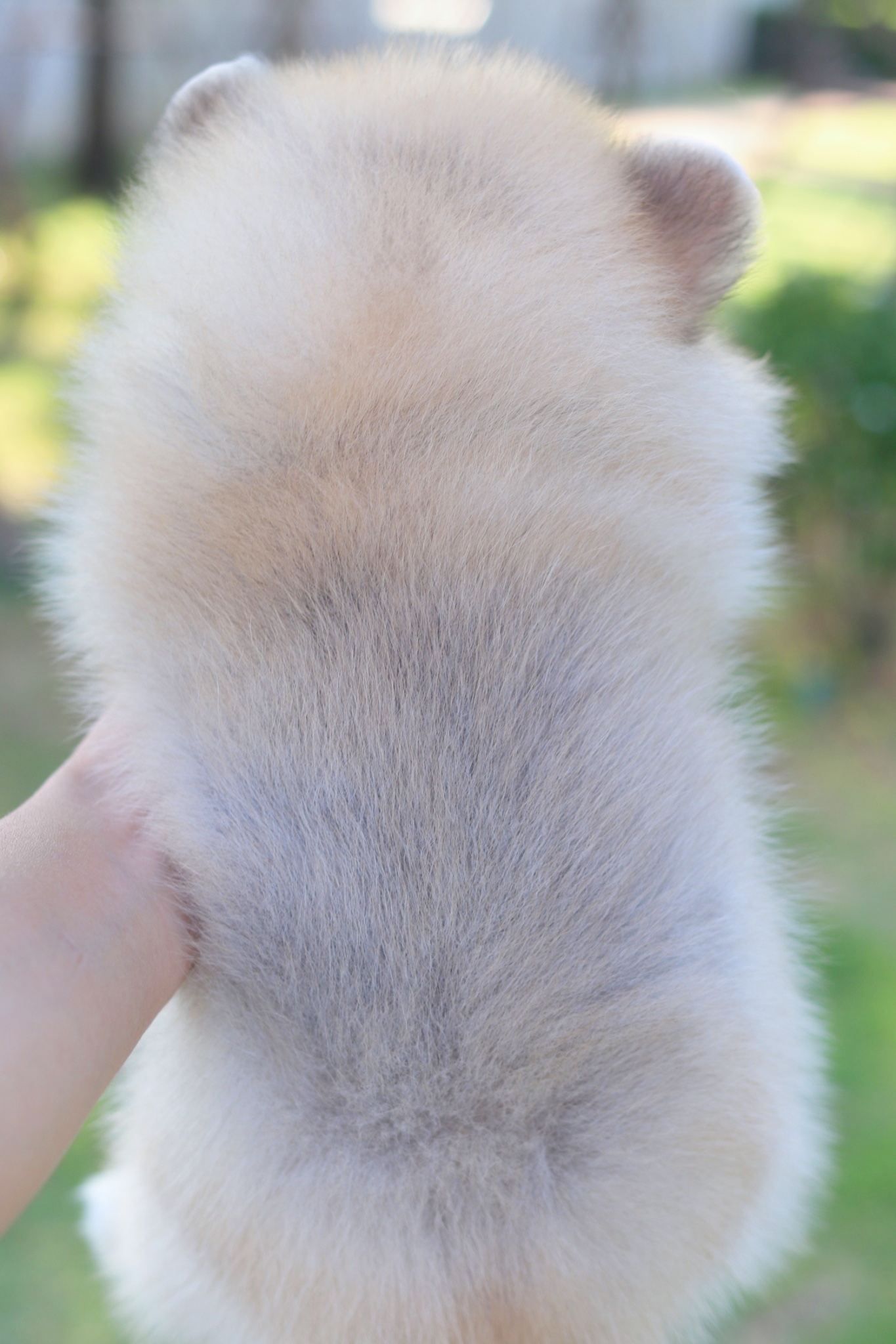 ปอมเมอเรเนียน เพศผู้สีส้มขนแน่นๆ