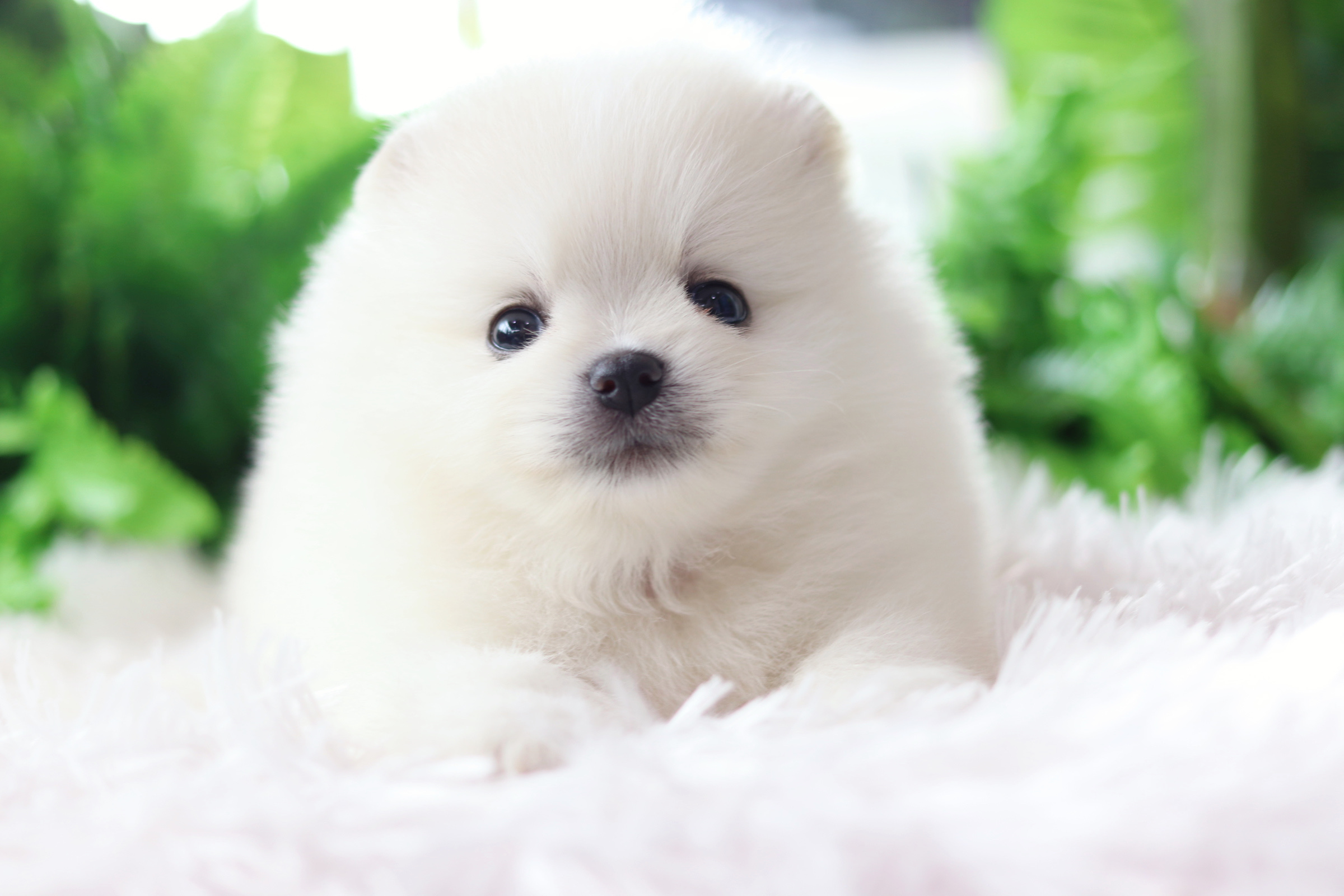 ปอมเมอเรเนียน เพศเมียสีขาวครีม