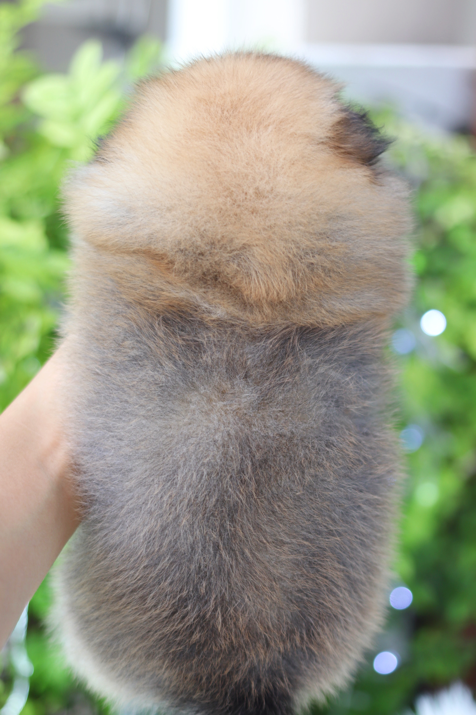 ปอมเมอเรเนียน เพศผู้สีส้ม