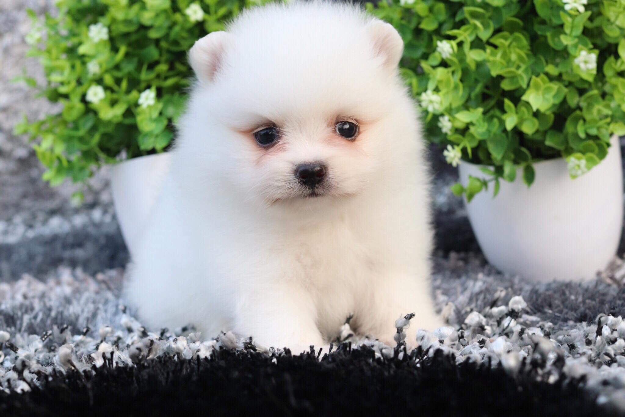 ปอมเมอเรเนียน เพศผู้