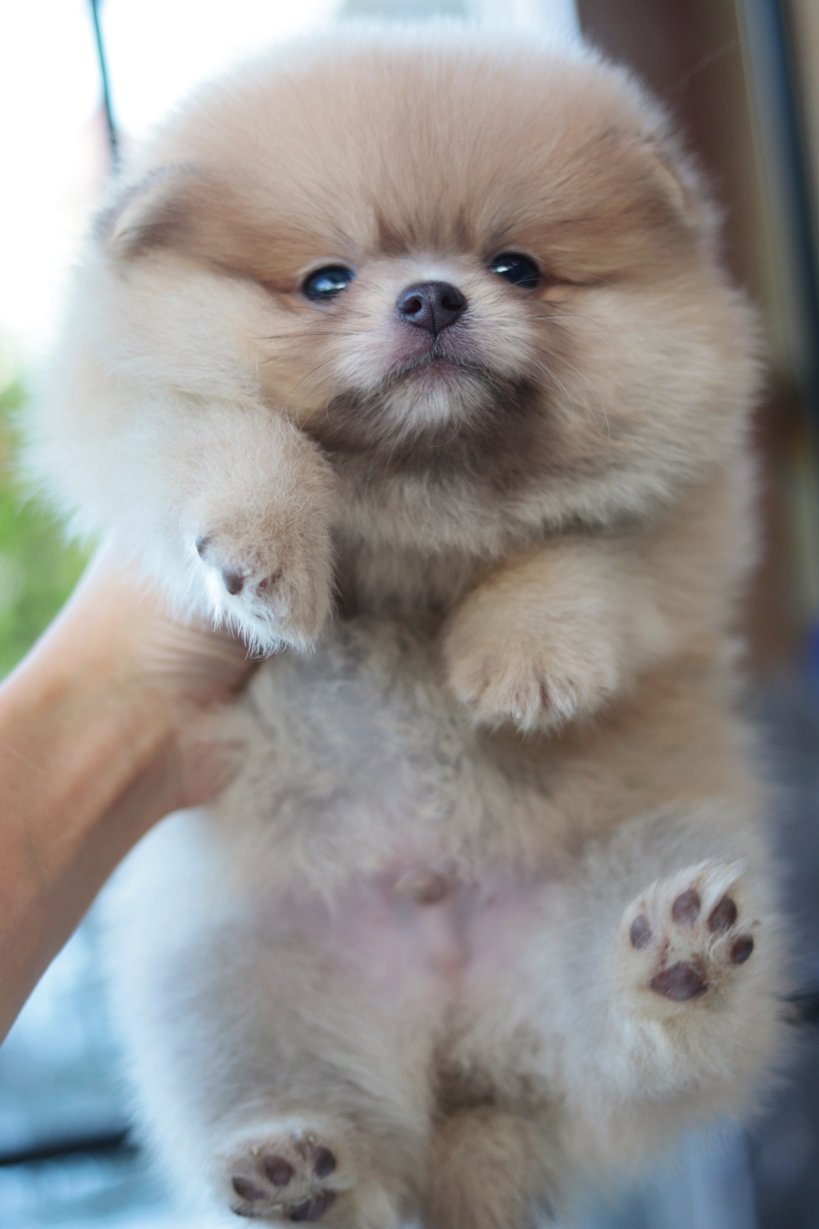 ปอมเมอเรเนียน เพศผู้สีส้ม