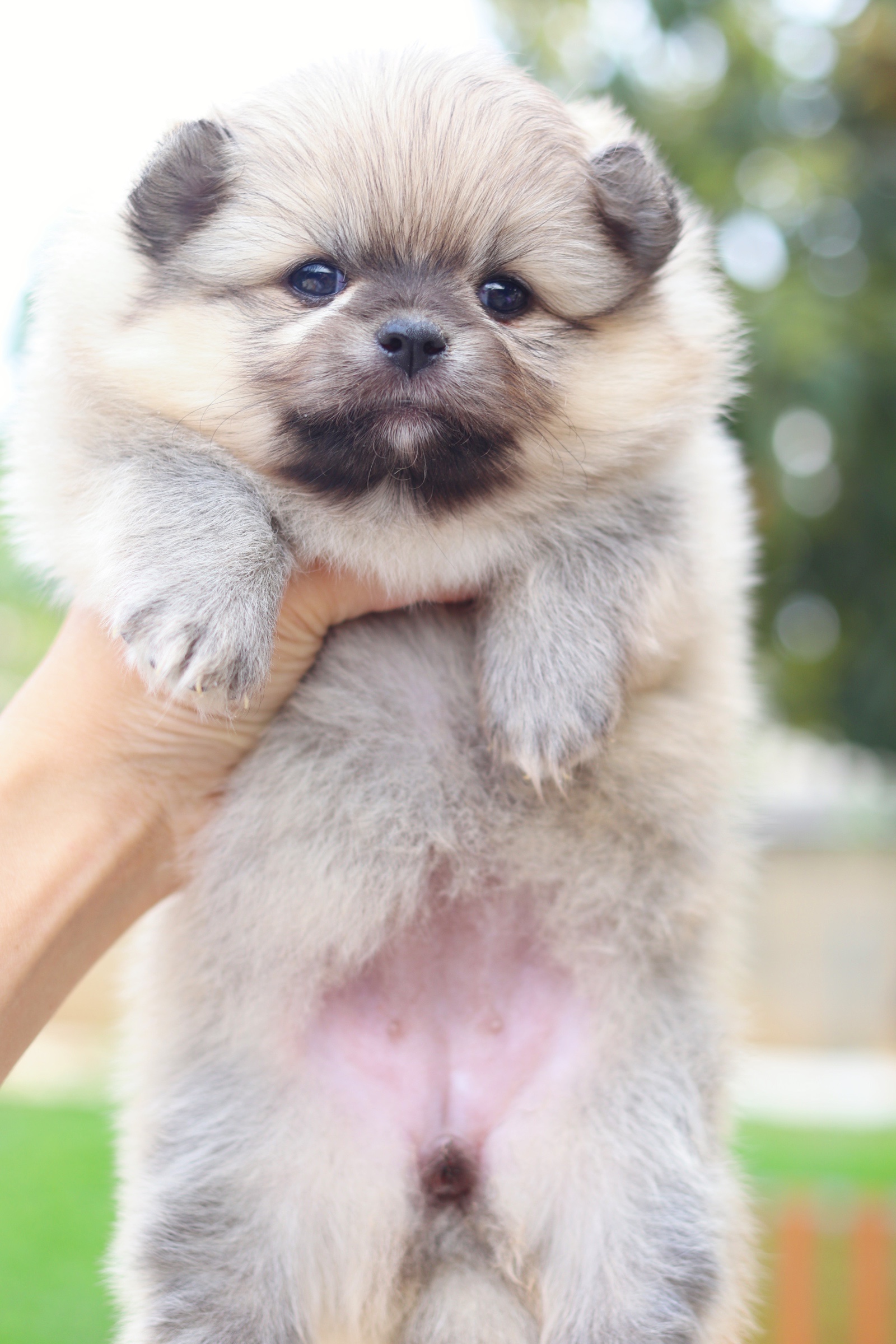 ปอมเมอเรเนียน เพศเมียสีส้ม