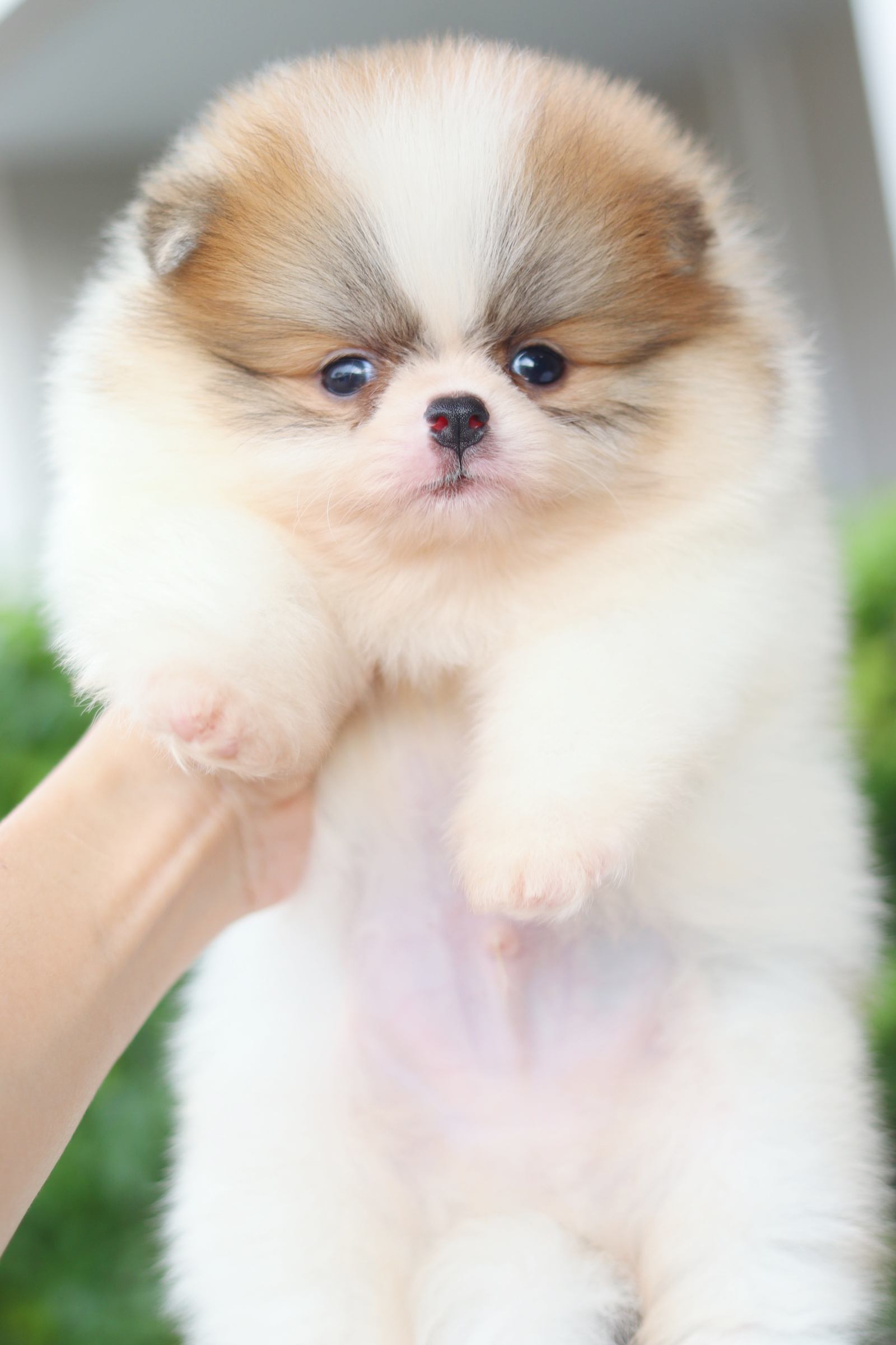 ปอมเมอเรเนียน เพศผู้สีแฟนซี