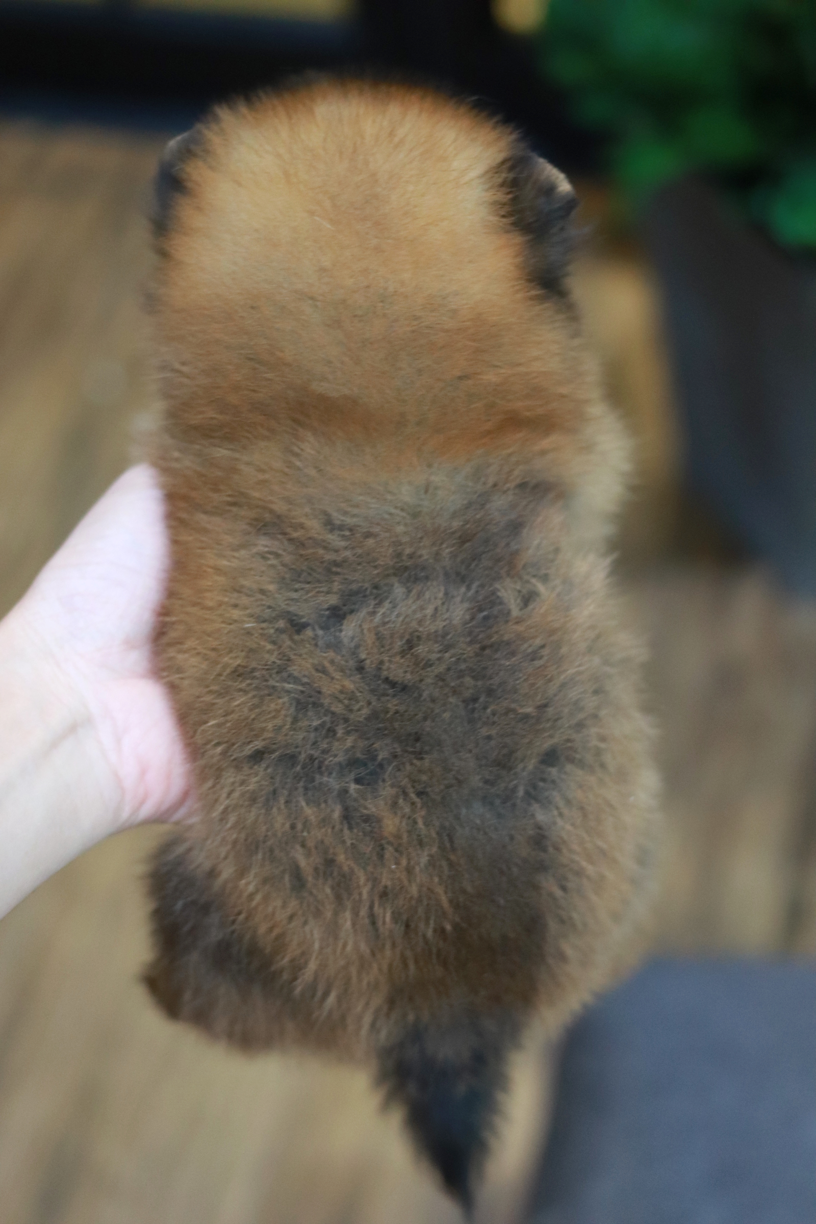 ปอมเมอเรเนียน เพศเมีย