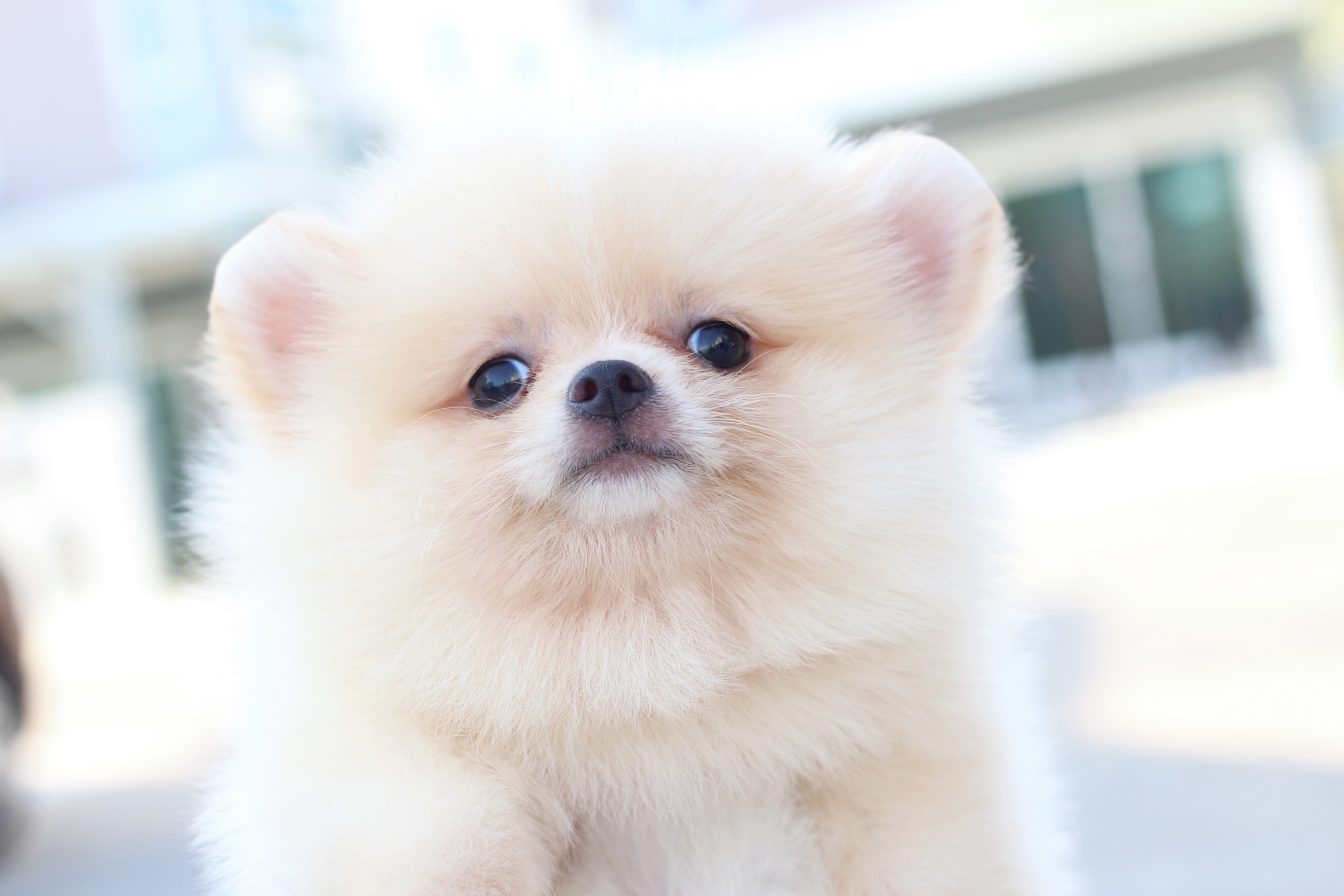 ปอมเมอเรเนียน เพศผู้ สีครีม