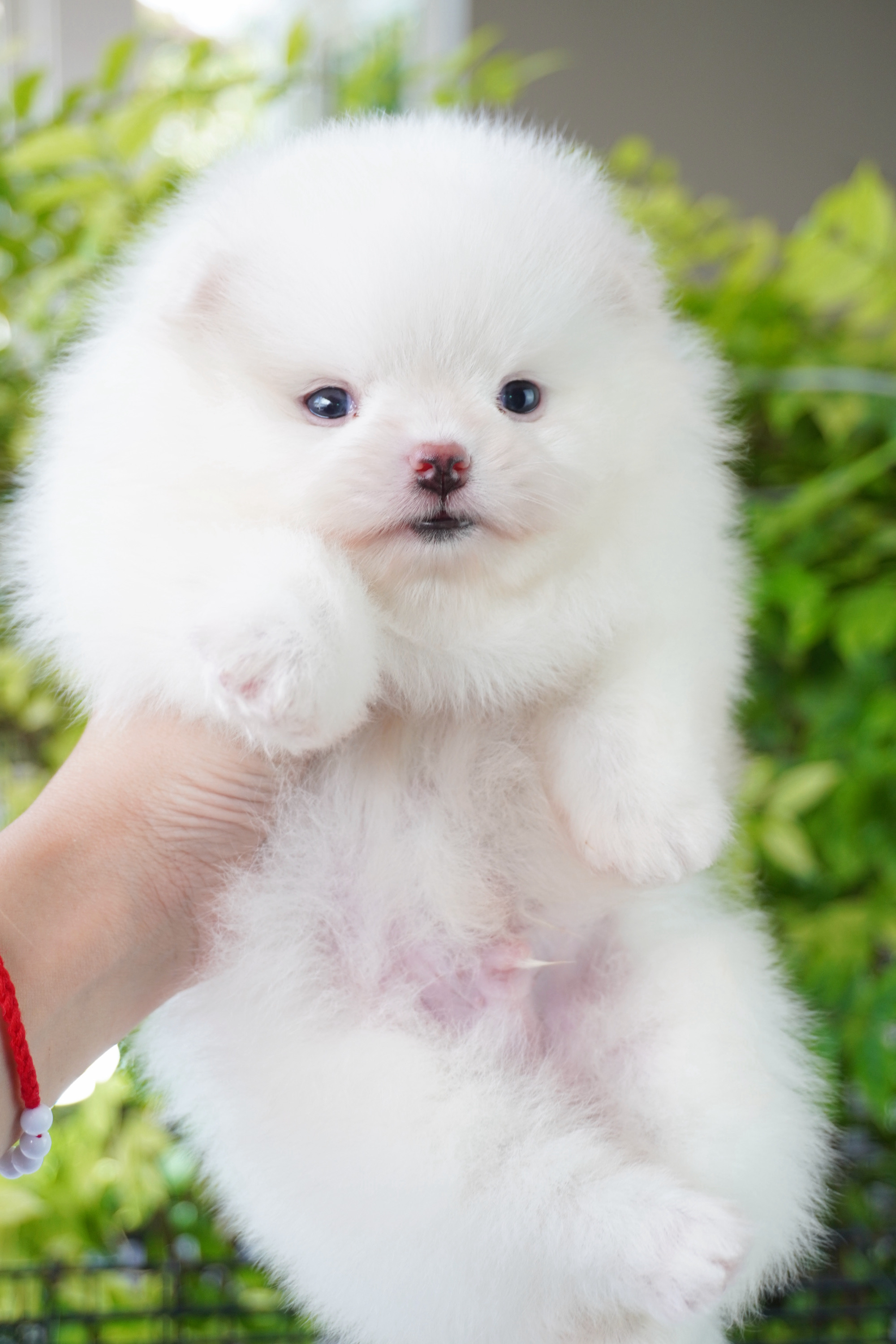 ปอมเมอเรเนียน เพศผู้ สีขาวครีม เกรดโชว์