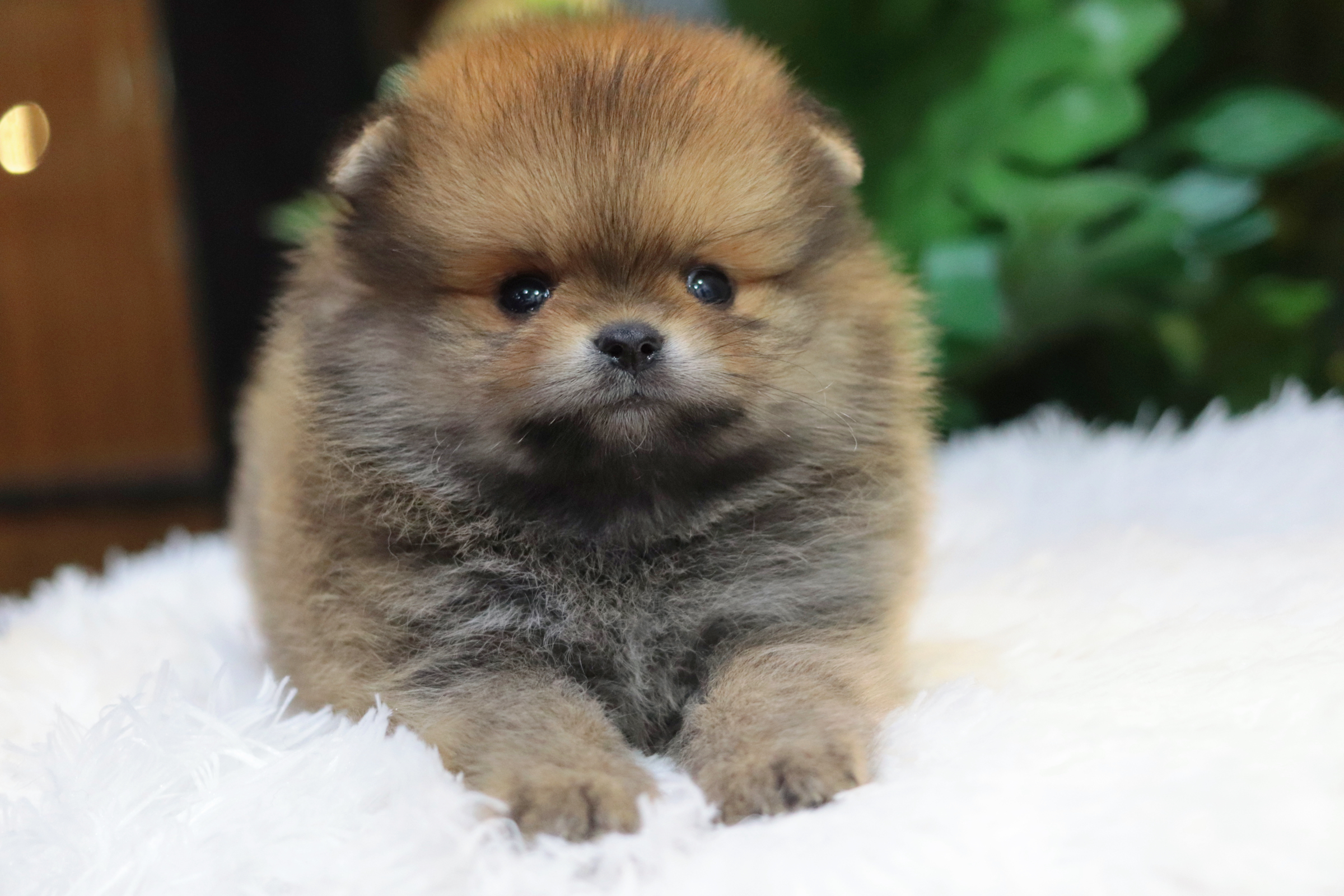 ปอมเมอเรเนียน เพศผู้สีส้ม ขนแน่น