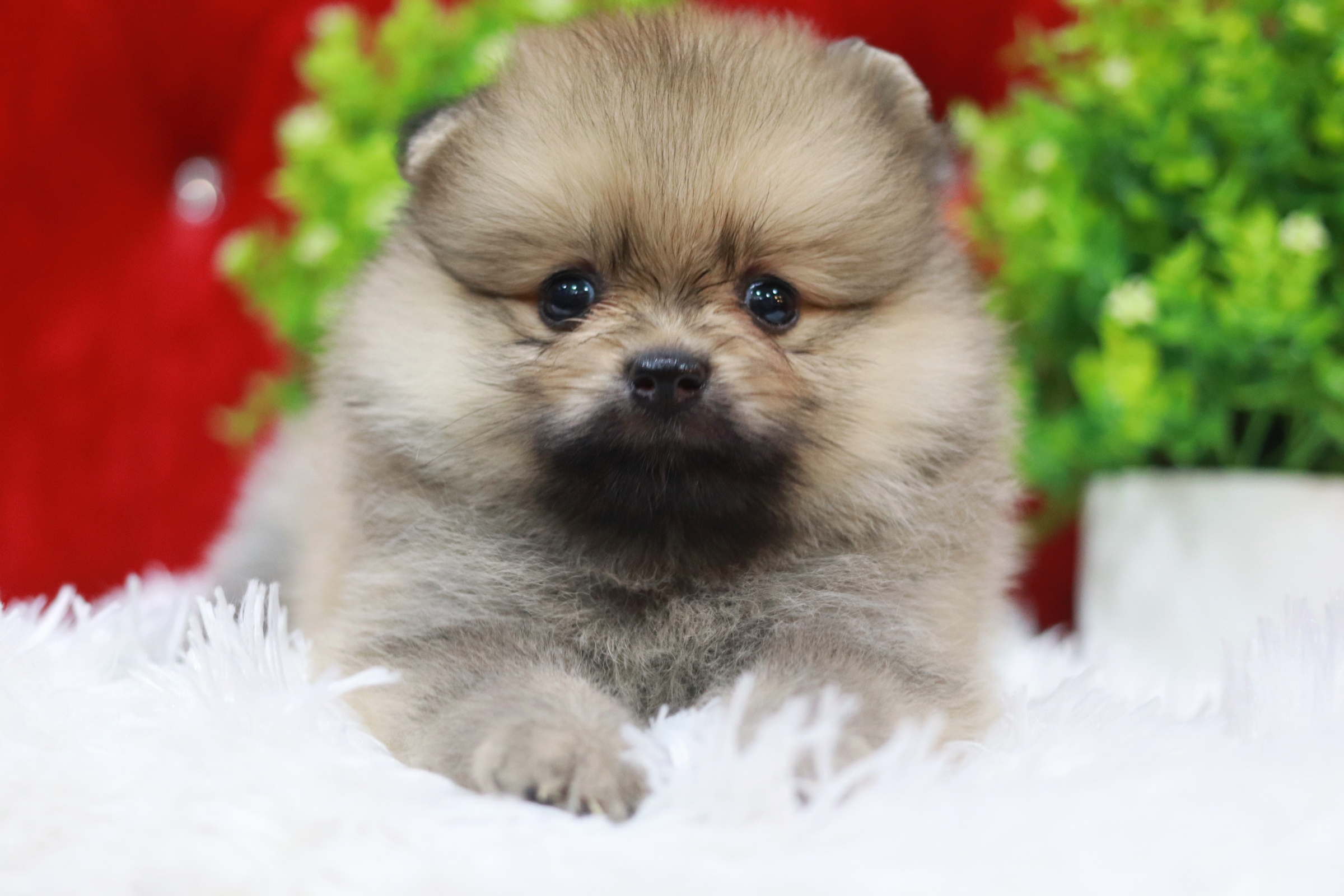 ปอมเมอเรเนียน เพศผู้ สีส้ม