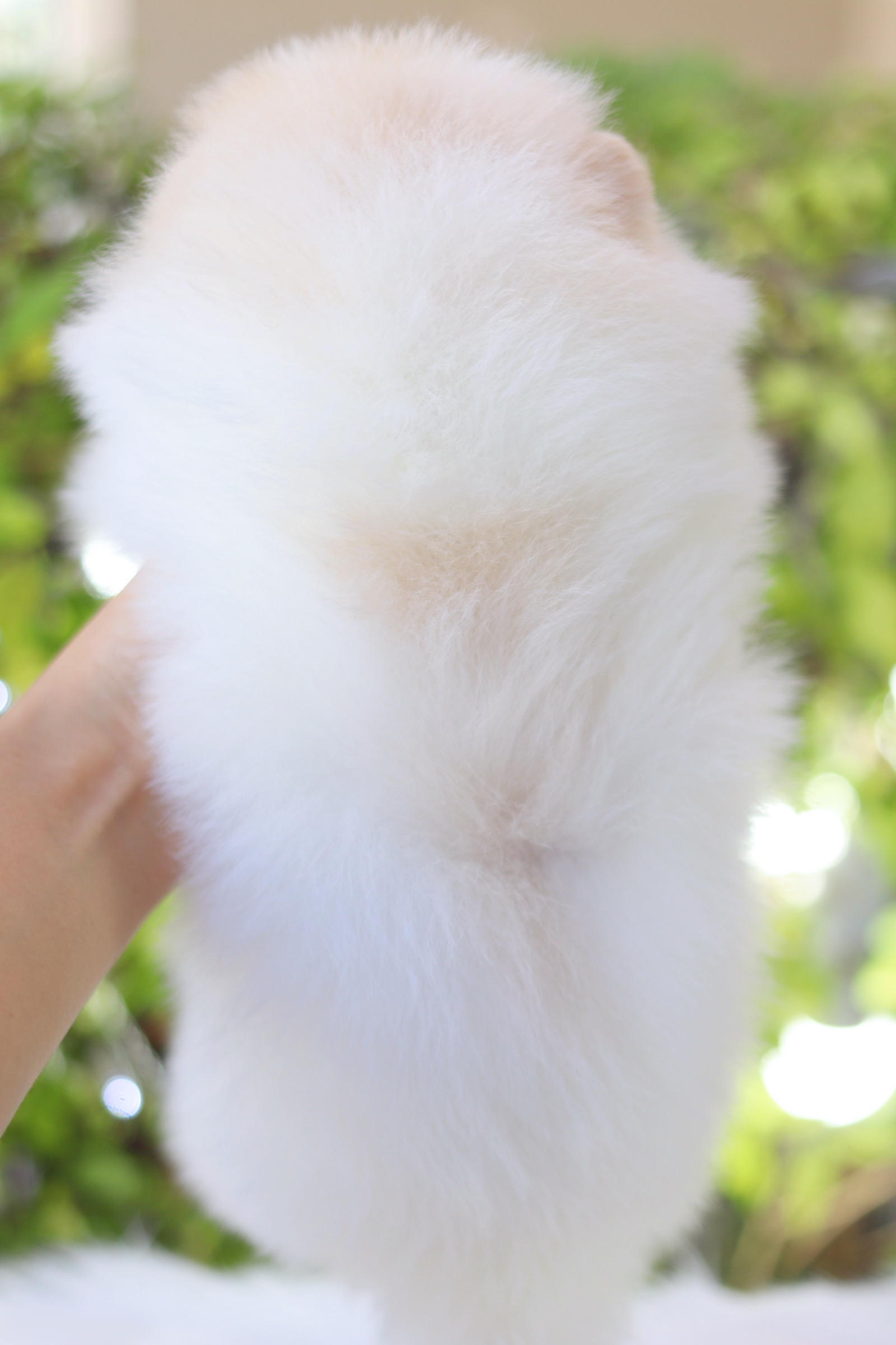 ปอมเมอเรเนียน เพศผู้ สีขาวครีม เกรดโชว์