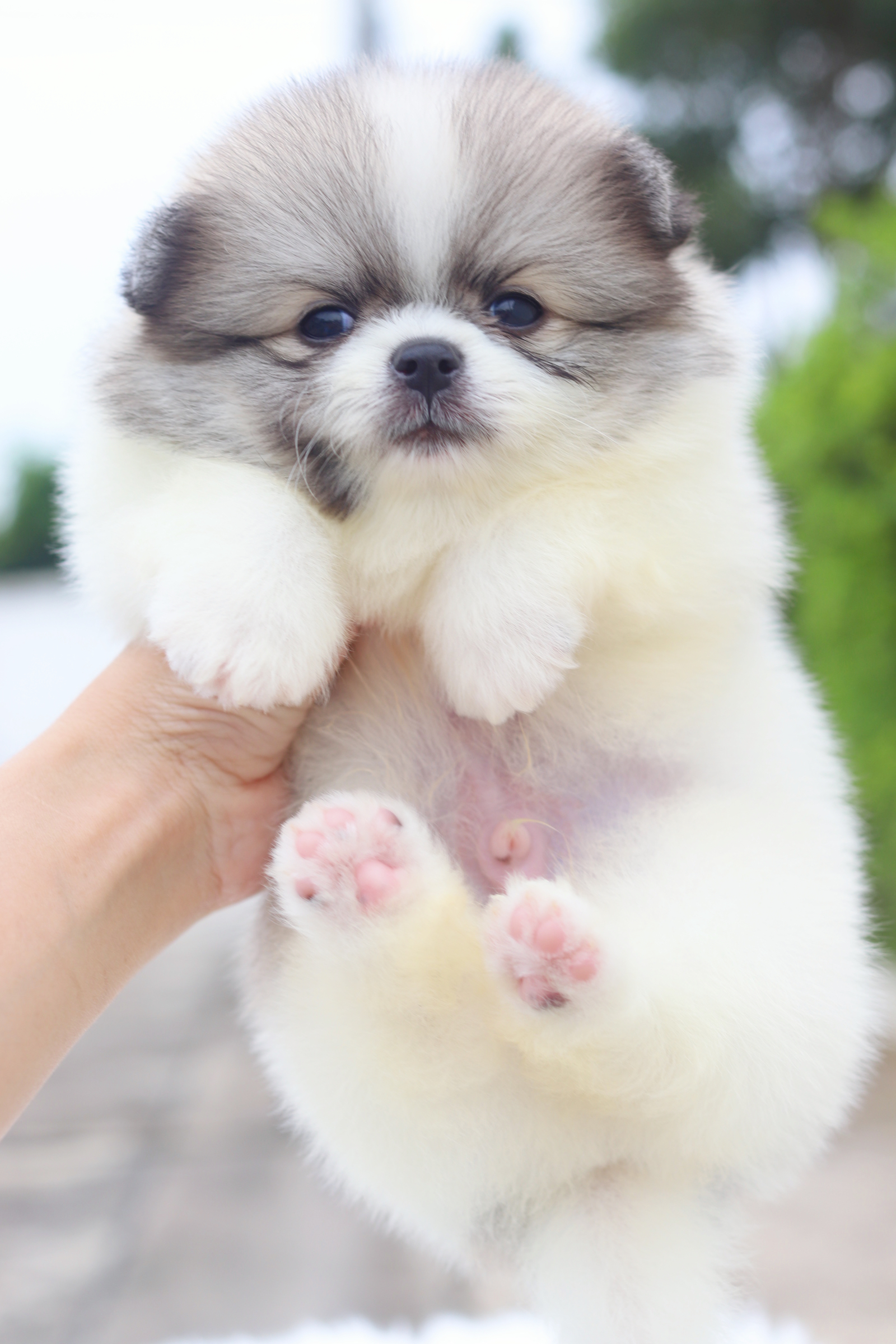 ปอมเมอเรเนียน เพศผู้สีแฟนซี