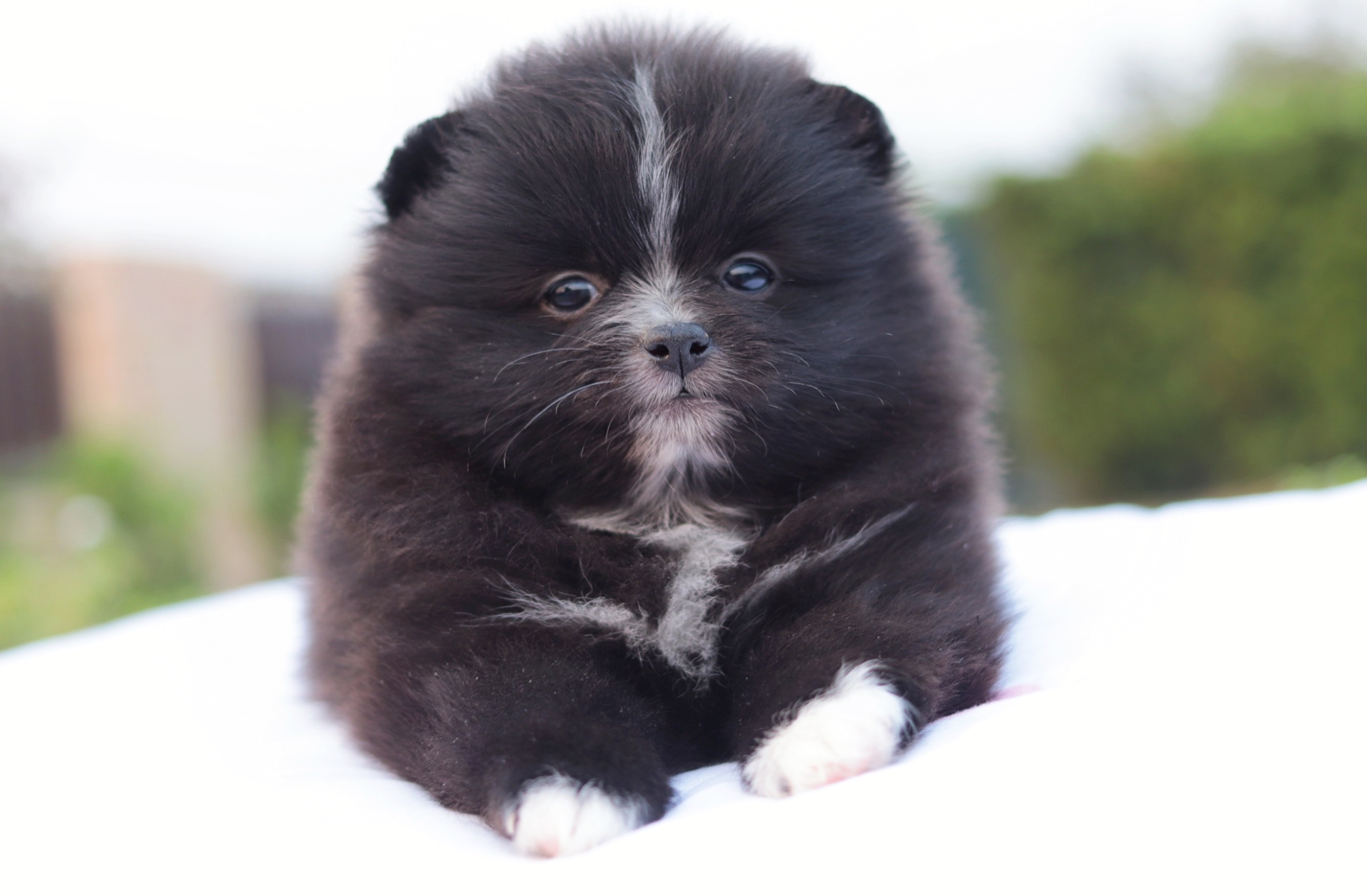 ปอมเมอเรเนียน เพศเมีย สีดำ