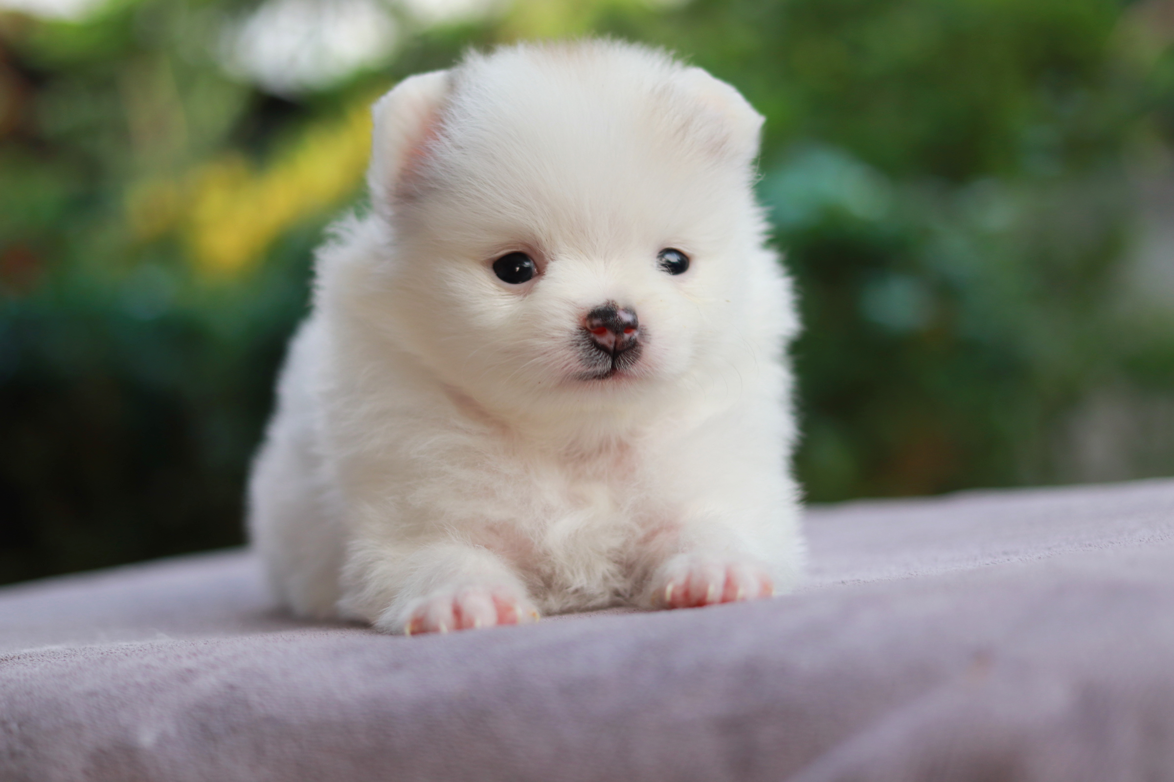 ปอมเมอเรเนียน เพศผู้ แฟนซี หน้าธรรมดา