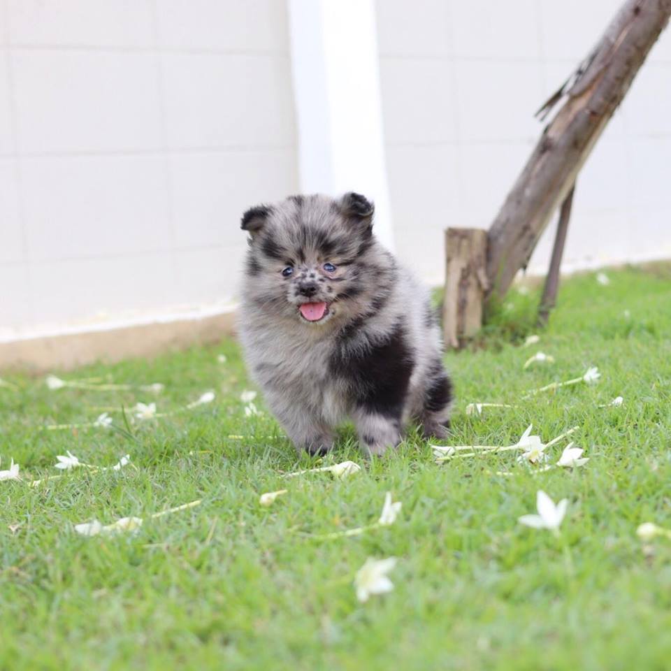 ปอมเมอเรเนียน เพศผู้ สีเมอเร่ (Chocolate Merle)