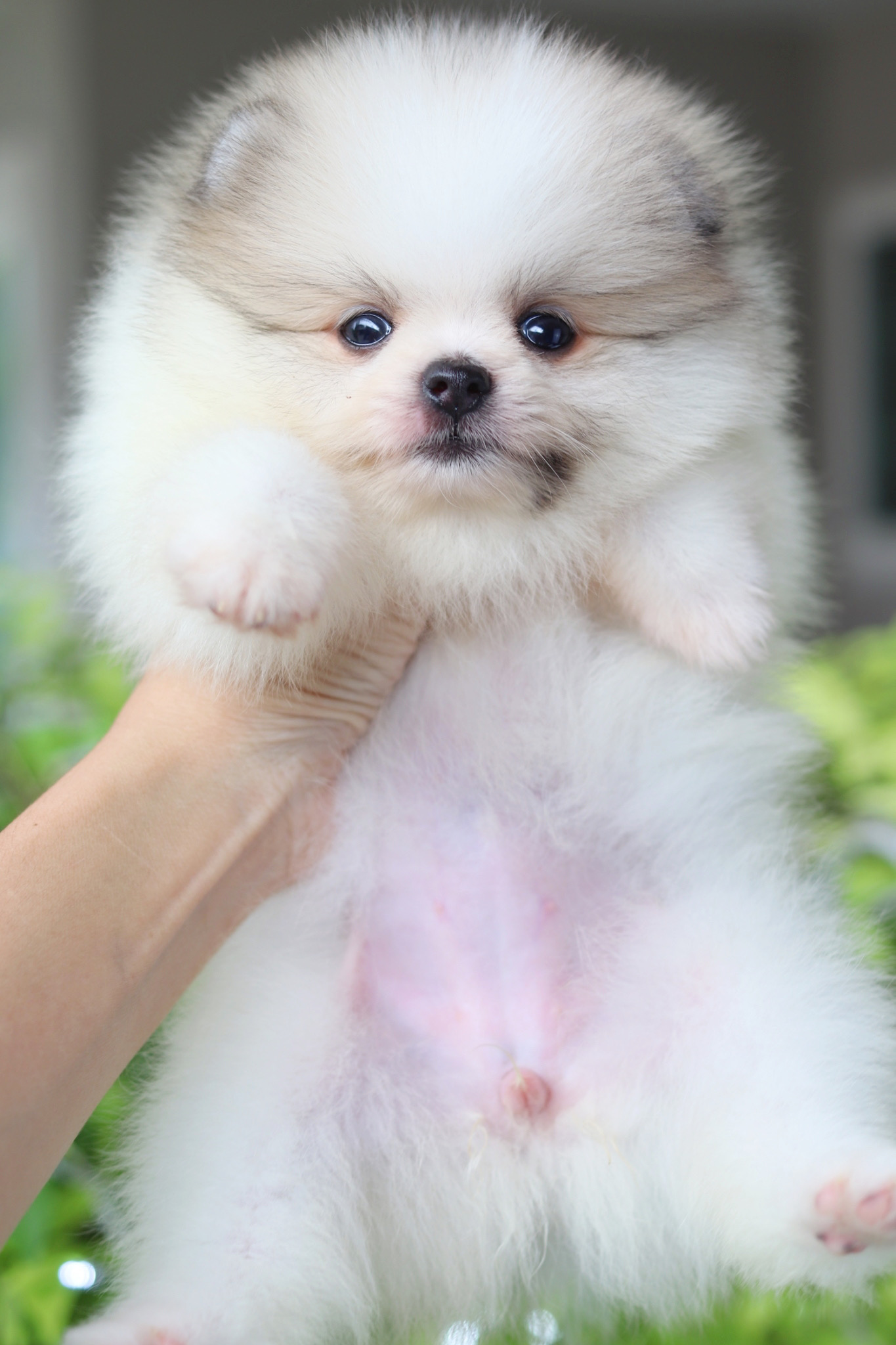 ปอมเมอเรเนียน เพศเมียสีแฟนซี