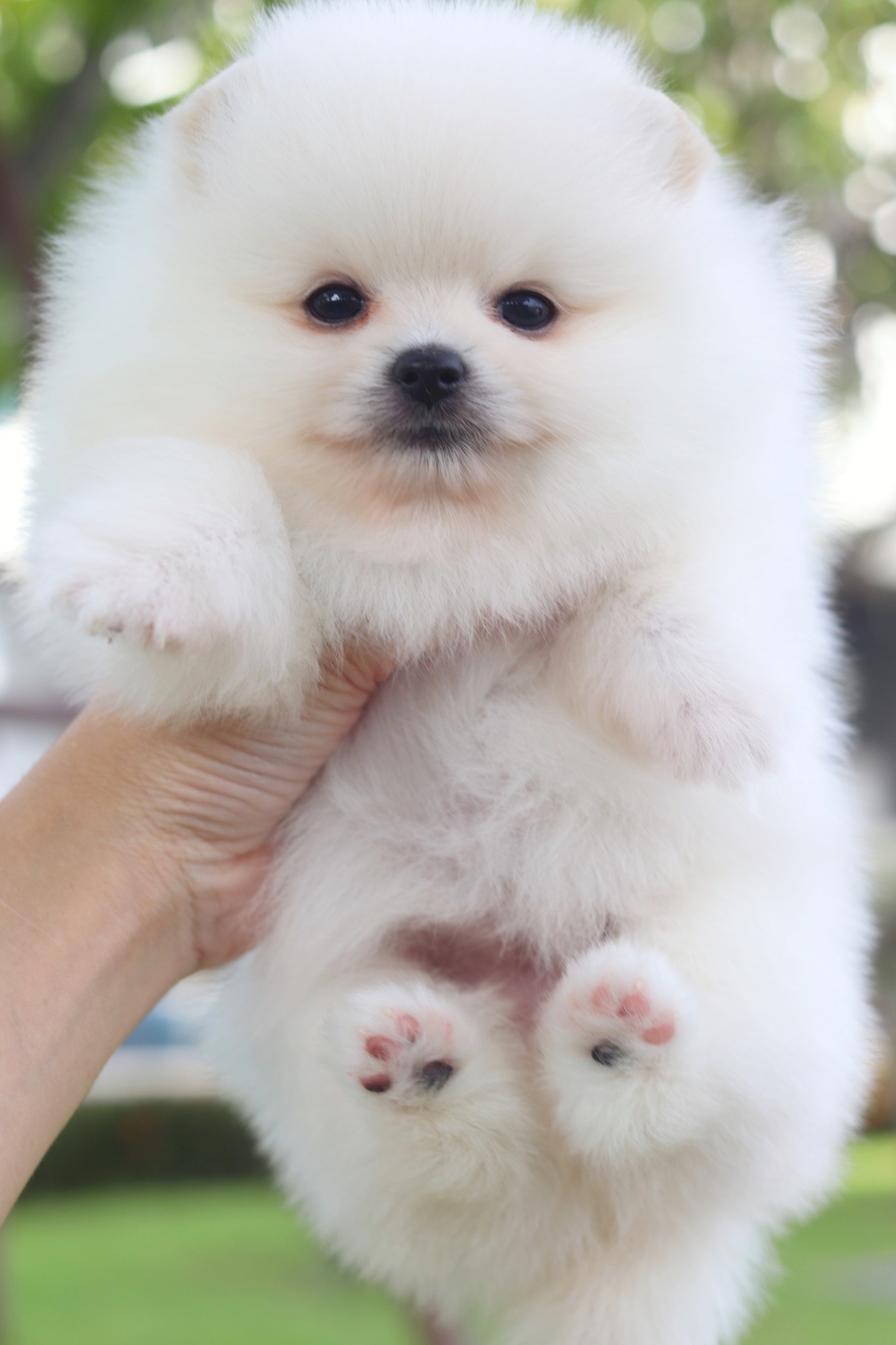 ปอมเมอเรเนียน เพศเมียสีขาวครีมเกรดโชว์