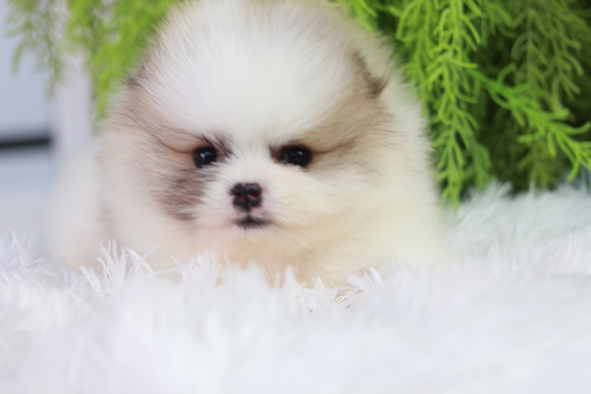 ปอมเมอเรเนียน เพศผู้