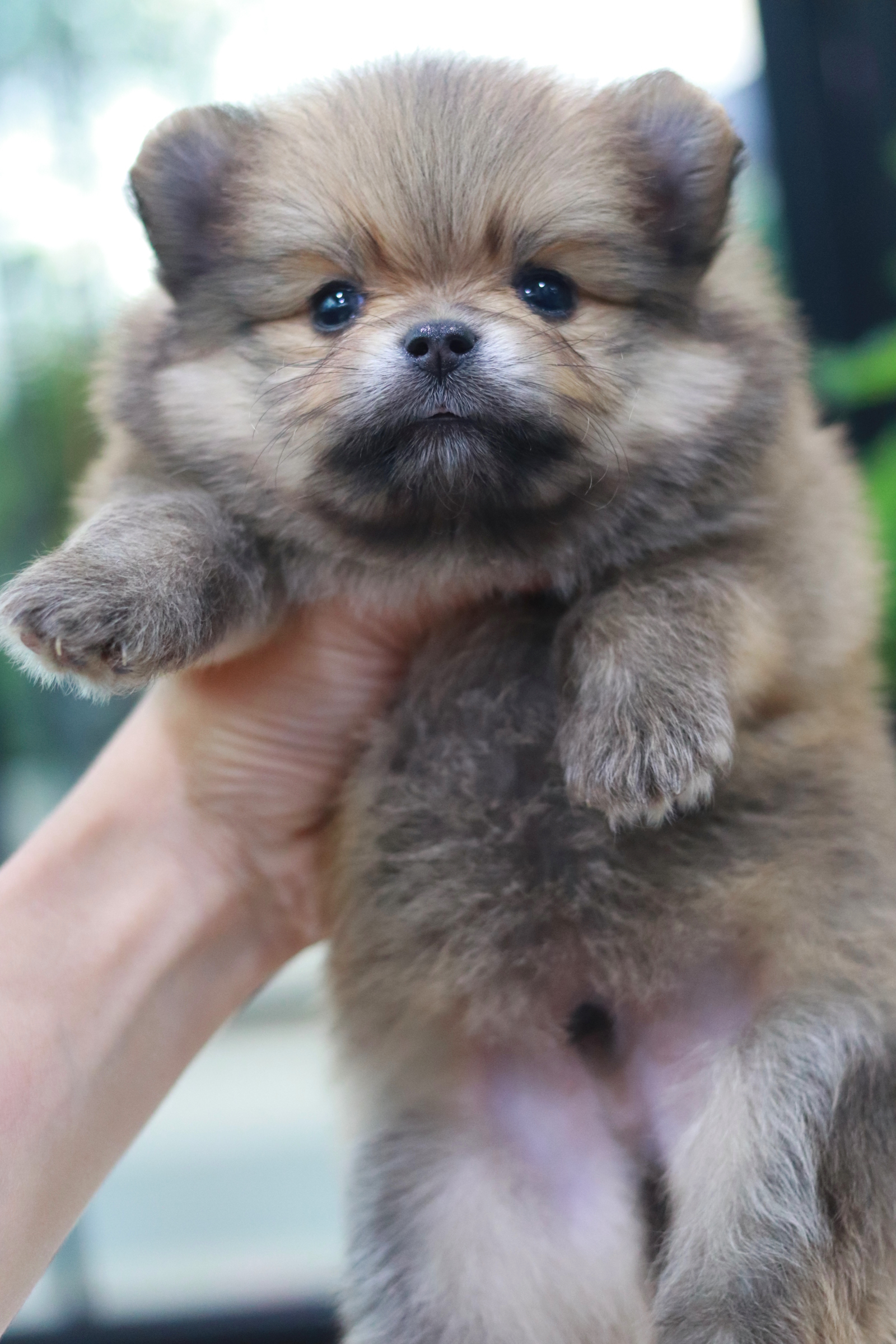 ปอมเมอเรเนียน เพศสีส้ม ผู้