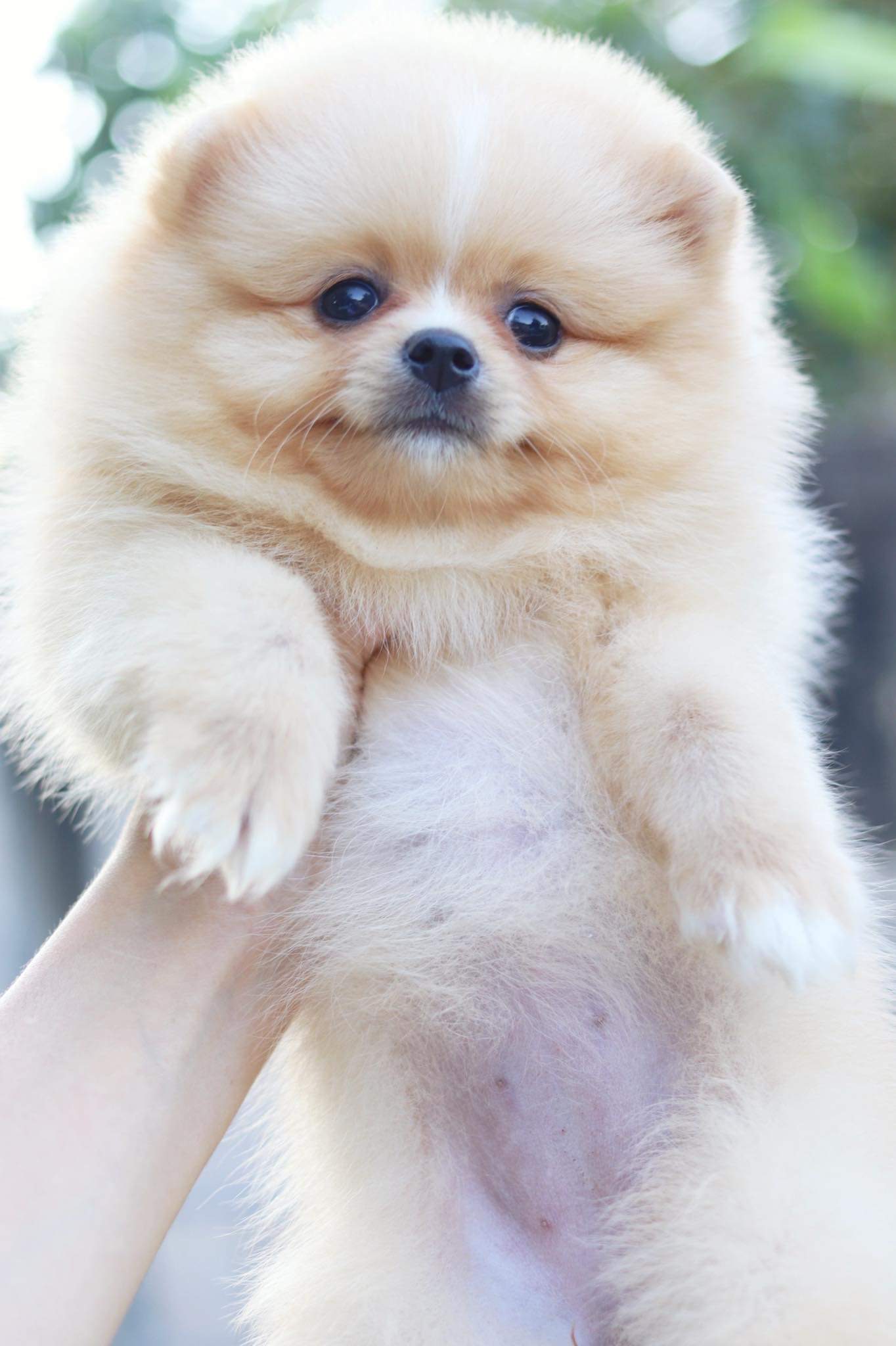 ปอมเมอเรเนียน เพศเมีย สีครีม