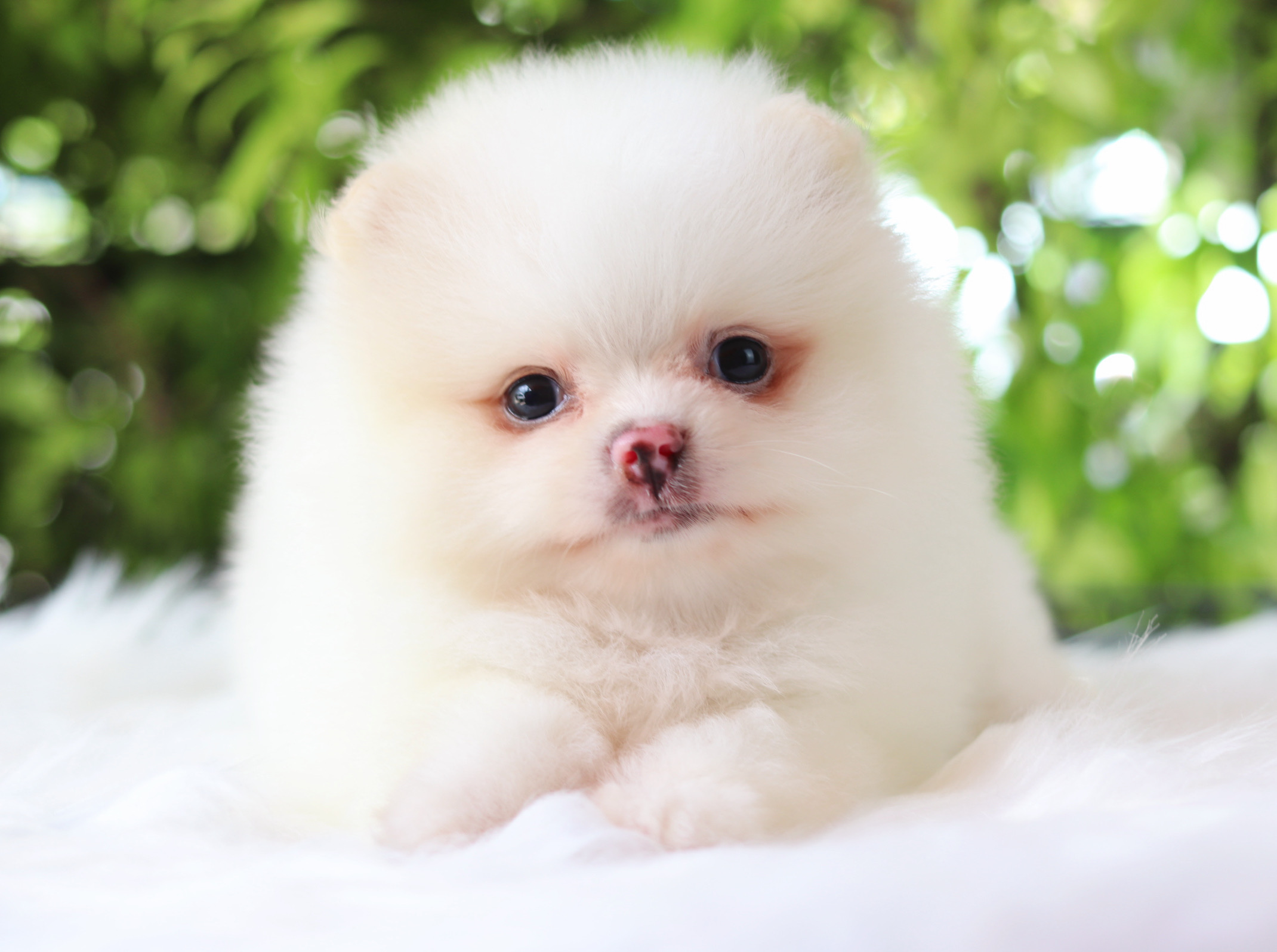 ปอมเมอเรเนียน เพศเมียสีขาวครีม