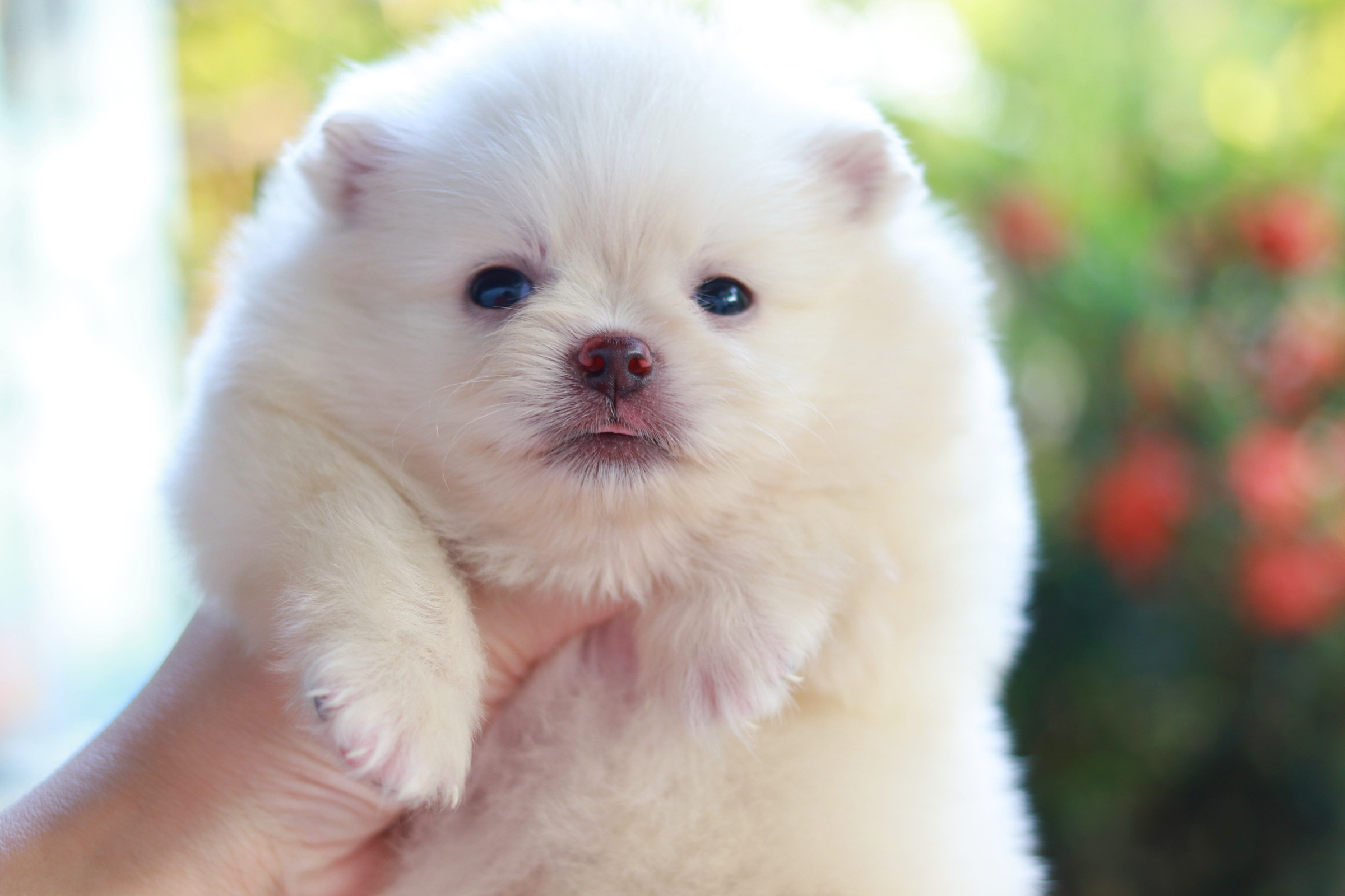 ปอมเมอเรเนียน เพศผู้