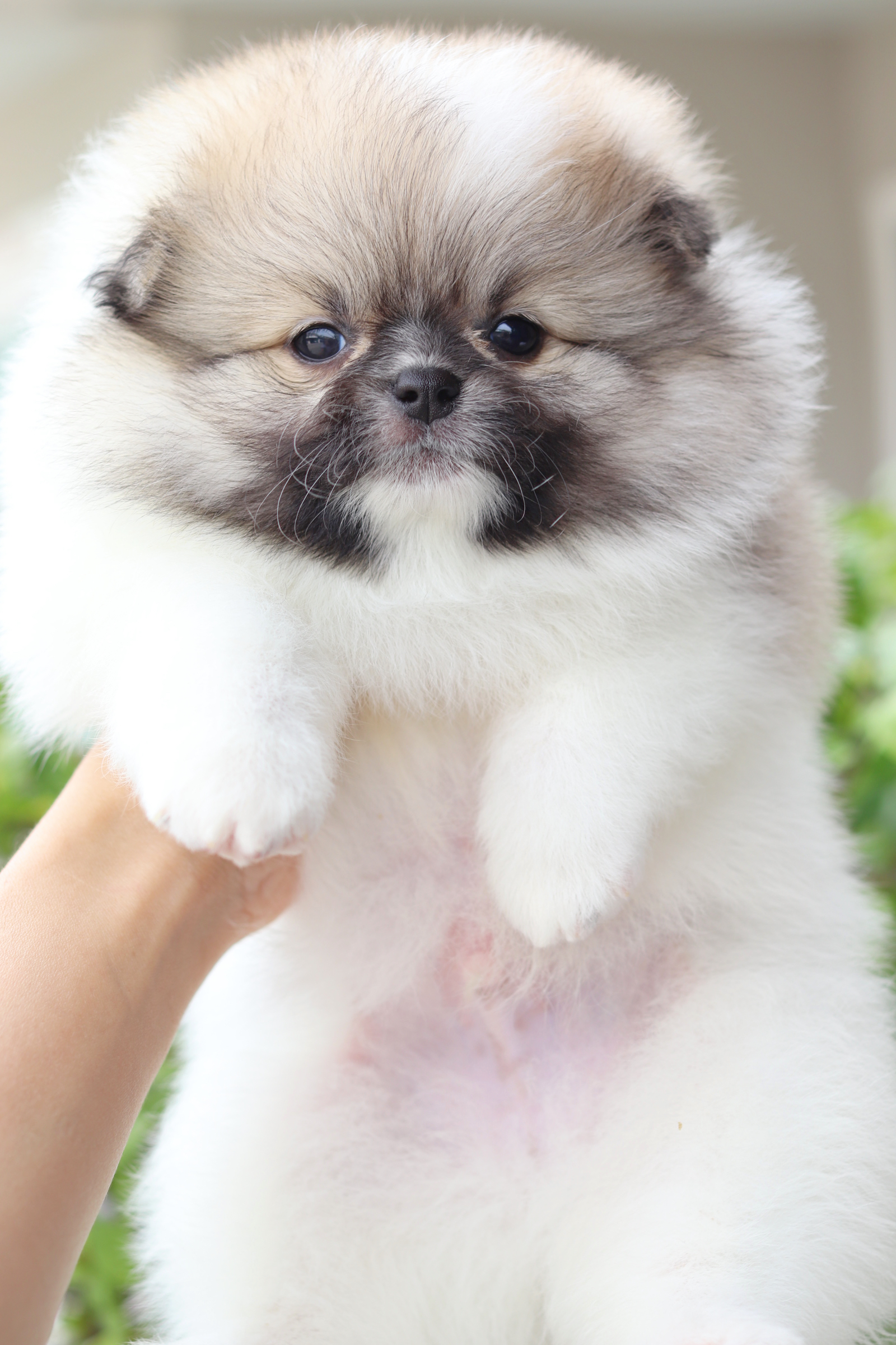 ปอมเมอเรเนียน เพศผู้สีแฟนซี