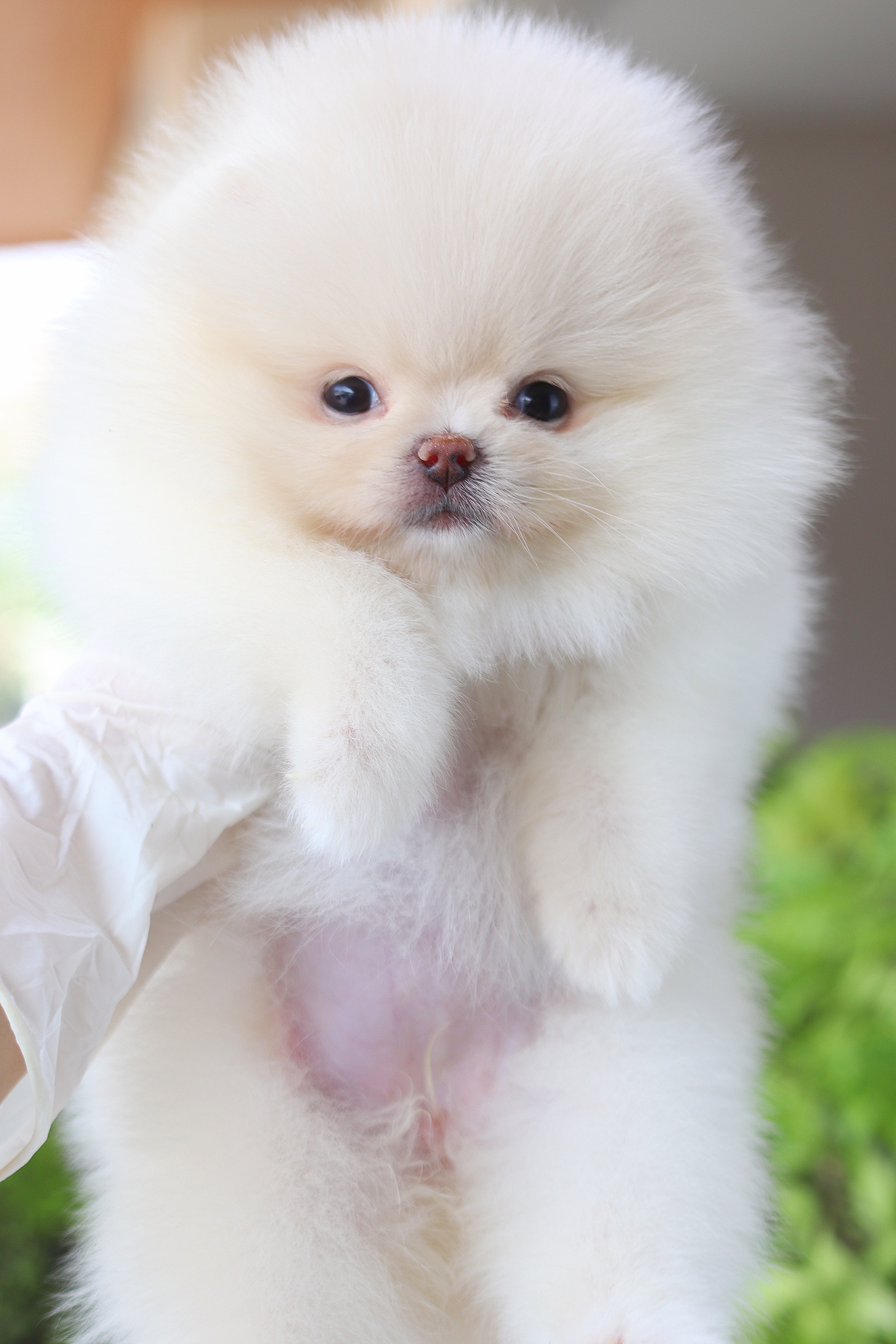 ปอมเมอเรเนียน เพศเมียสีขาวครีม เกรดโชว์