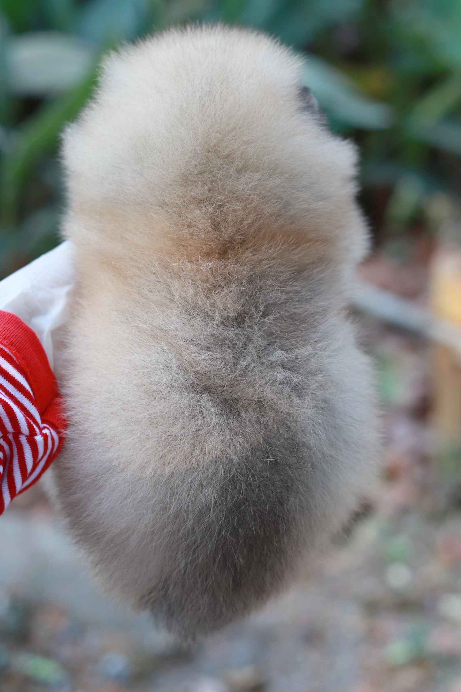 ปอมเมอเรเนียน เพศเมีย