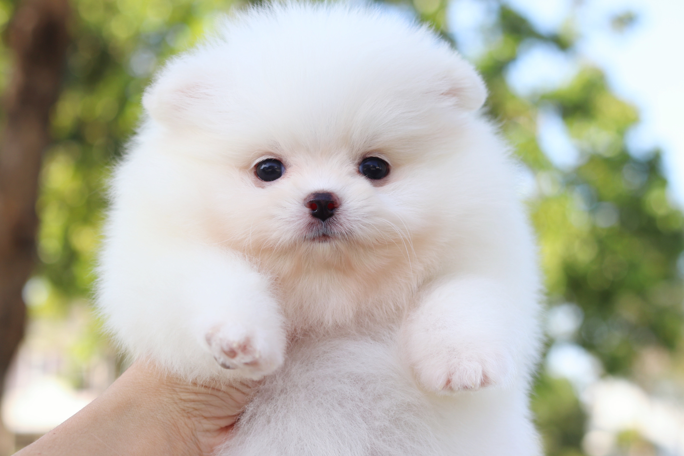 ปอมเมอเรเนียน เพศเมียสีขาว เกรดโชว์