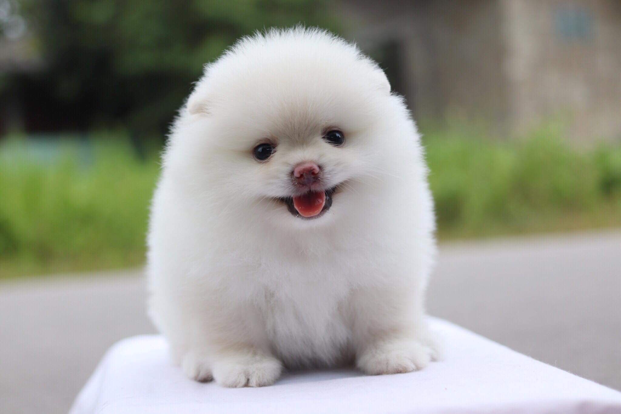 ปอมเมอเรเนียน เพศเมีย