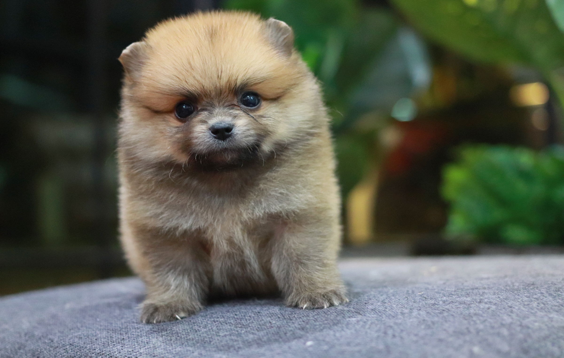 ปอมเมอเรเนียน เพศผู้