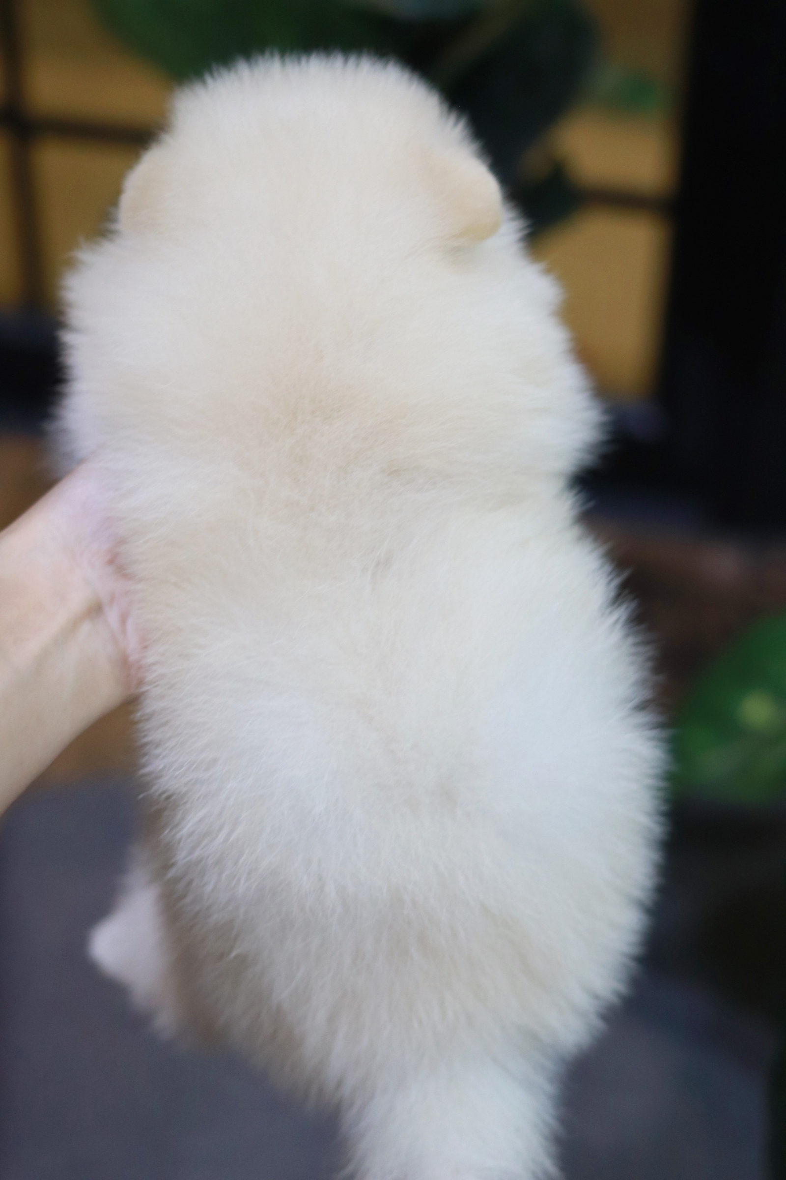 ปอมเมอเรเนียน เพศผู้ สีขาวครีม