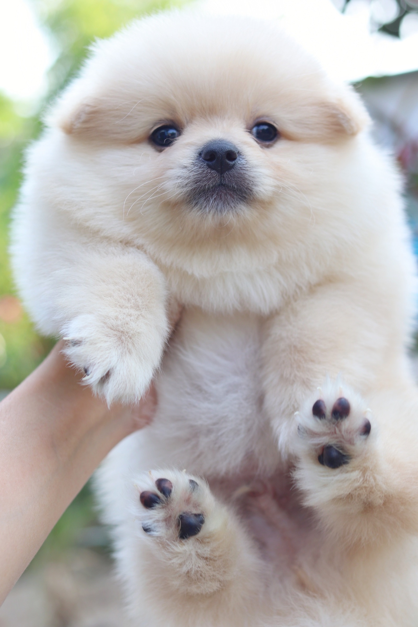 ปอมเมอเรเนียน เพศผู้ขาวครีม