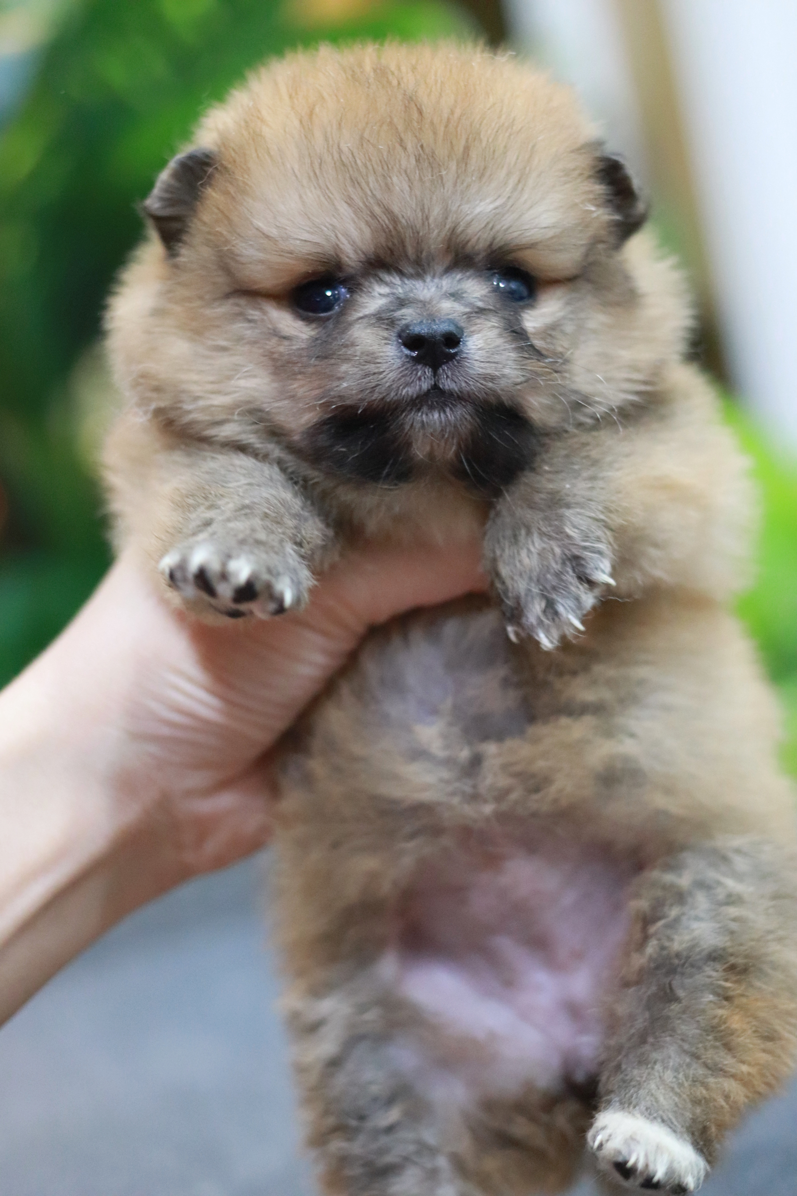 ปอมเมอเรเนียน เพศเมีย