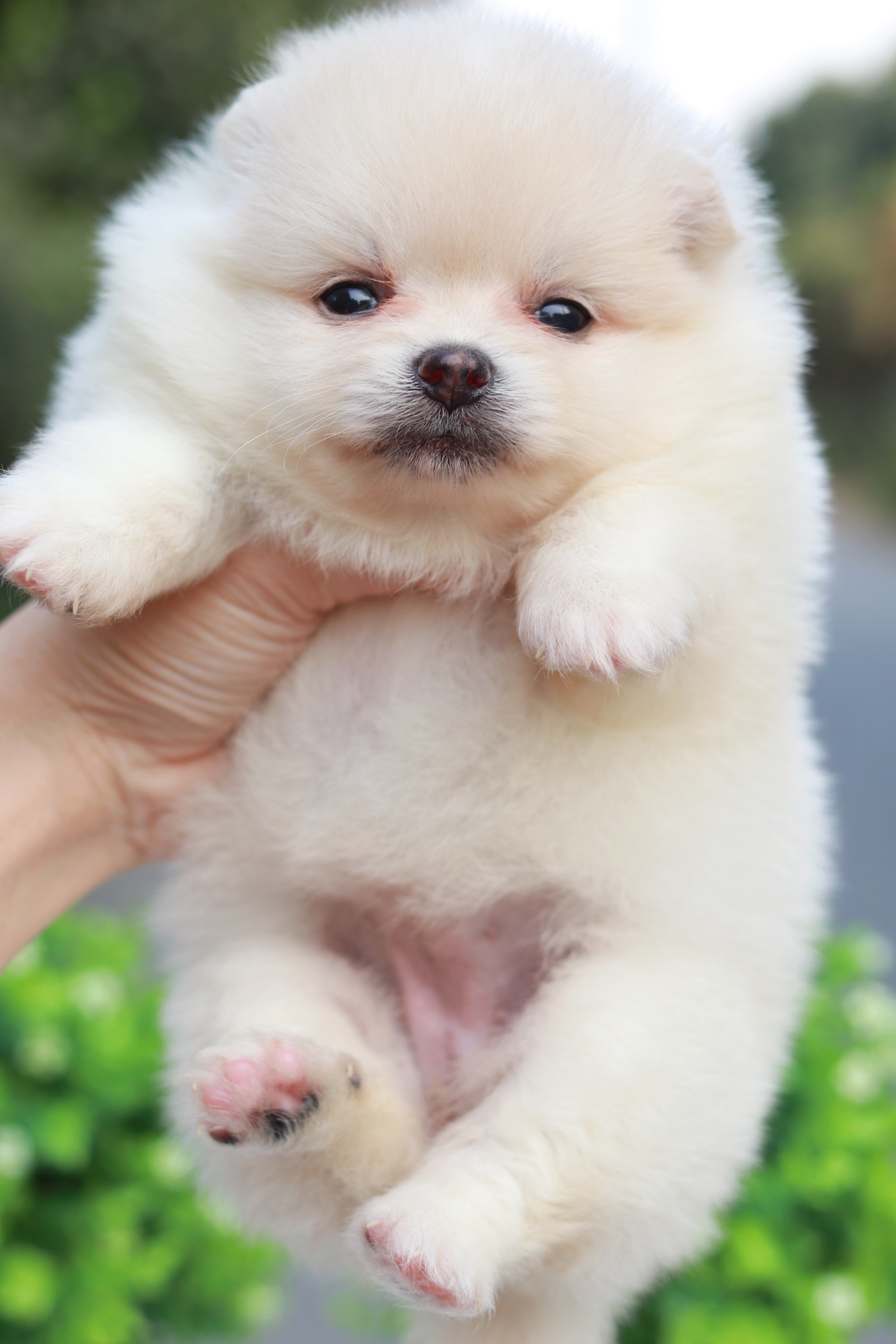 ปอมเมอเรเนียน เพศเมีย