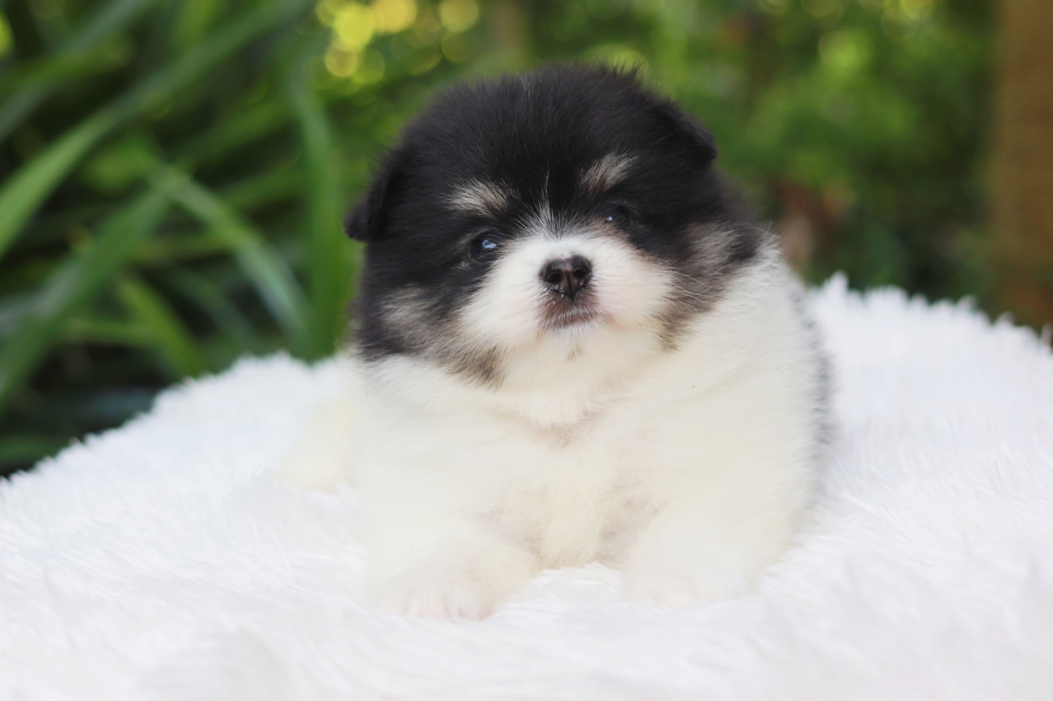 ปอมเมอเรเนียน เพศผู้ มาร์คเป๊ะ ขนแน่น